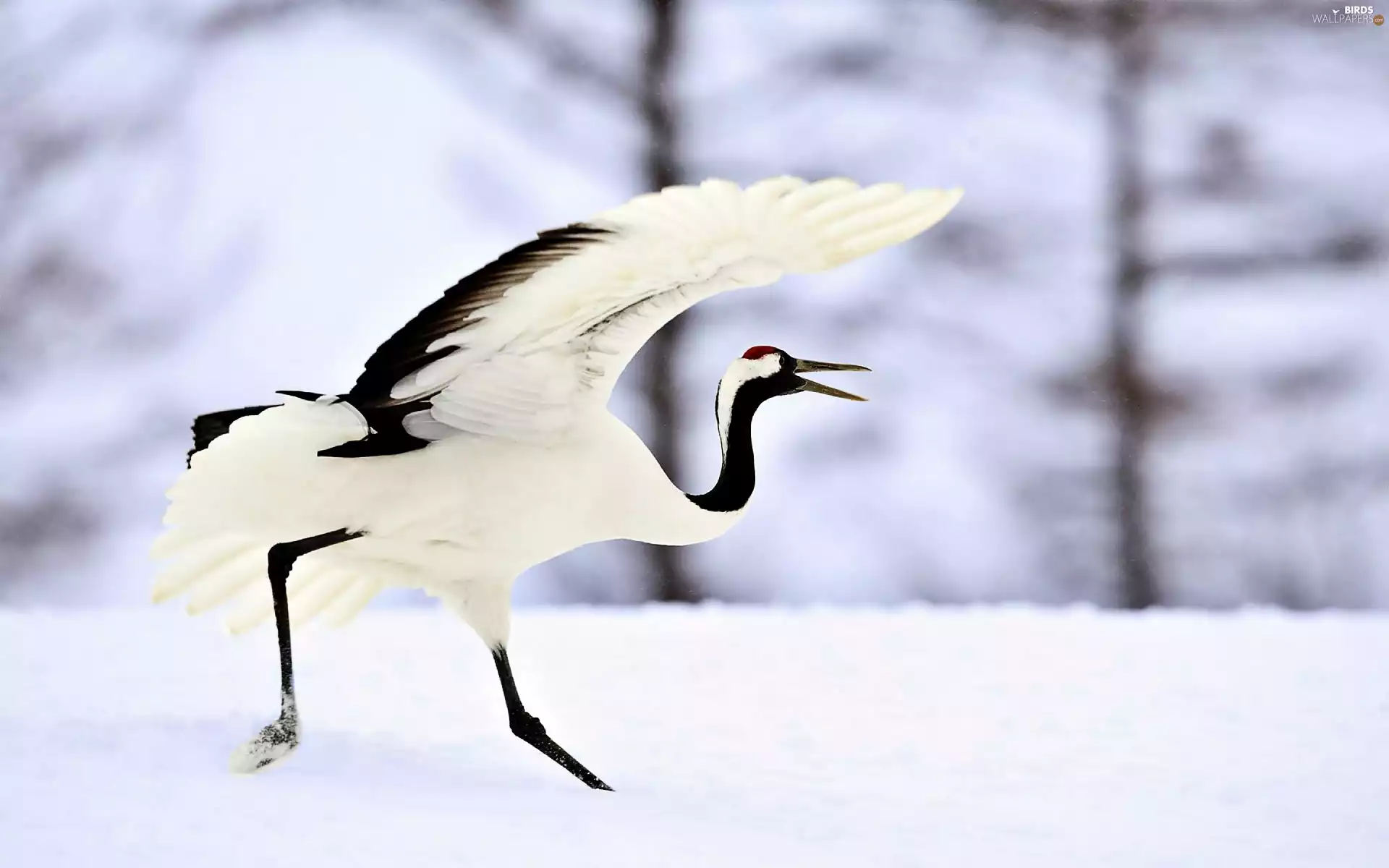 snow, crane, winter