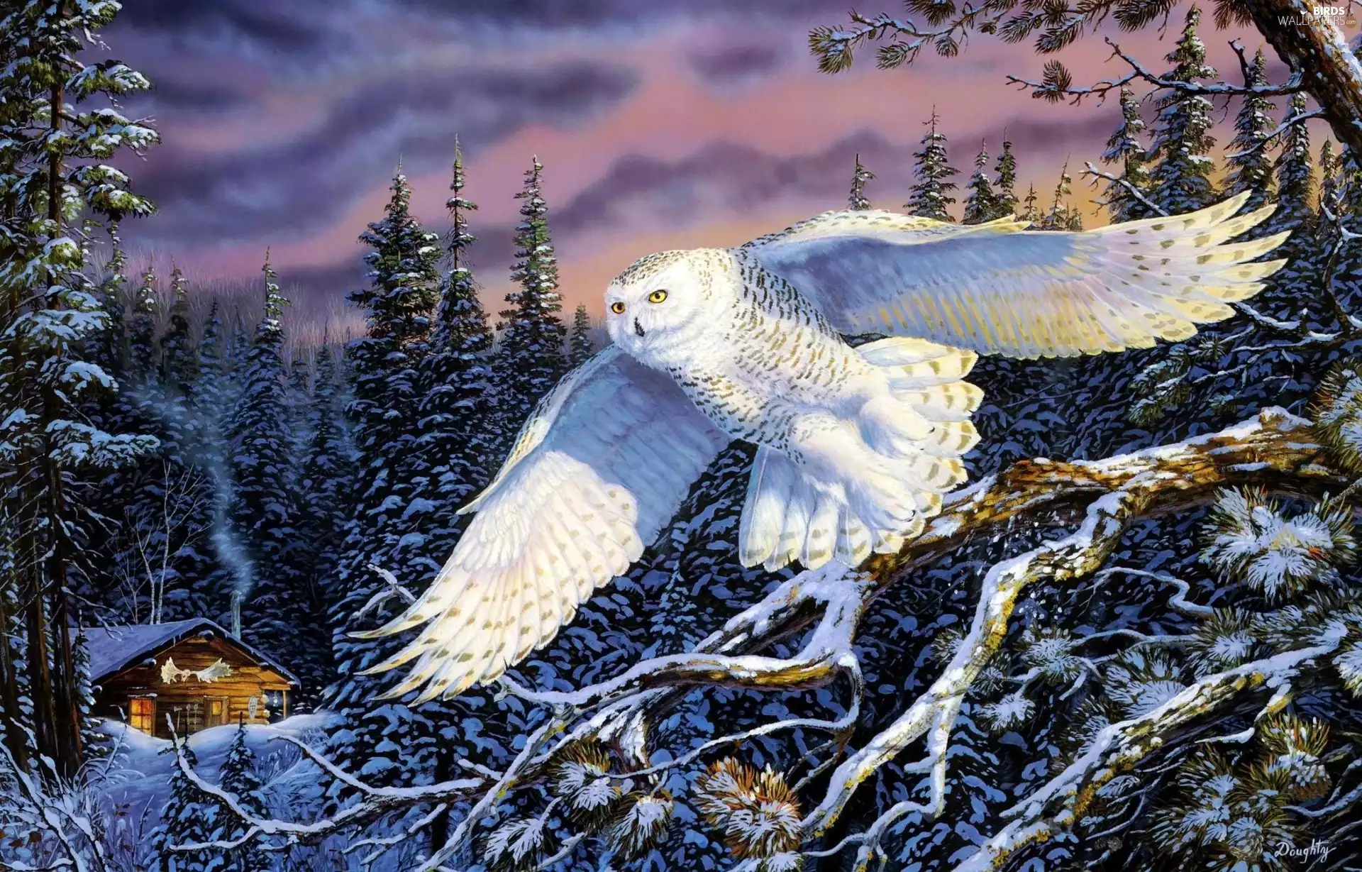 scenery, Terry Doughty, Snowy Owl, Winter, White