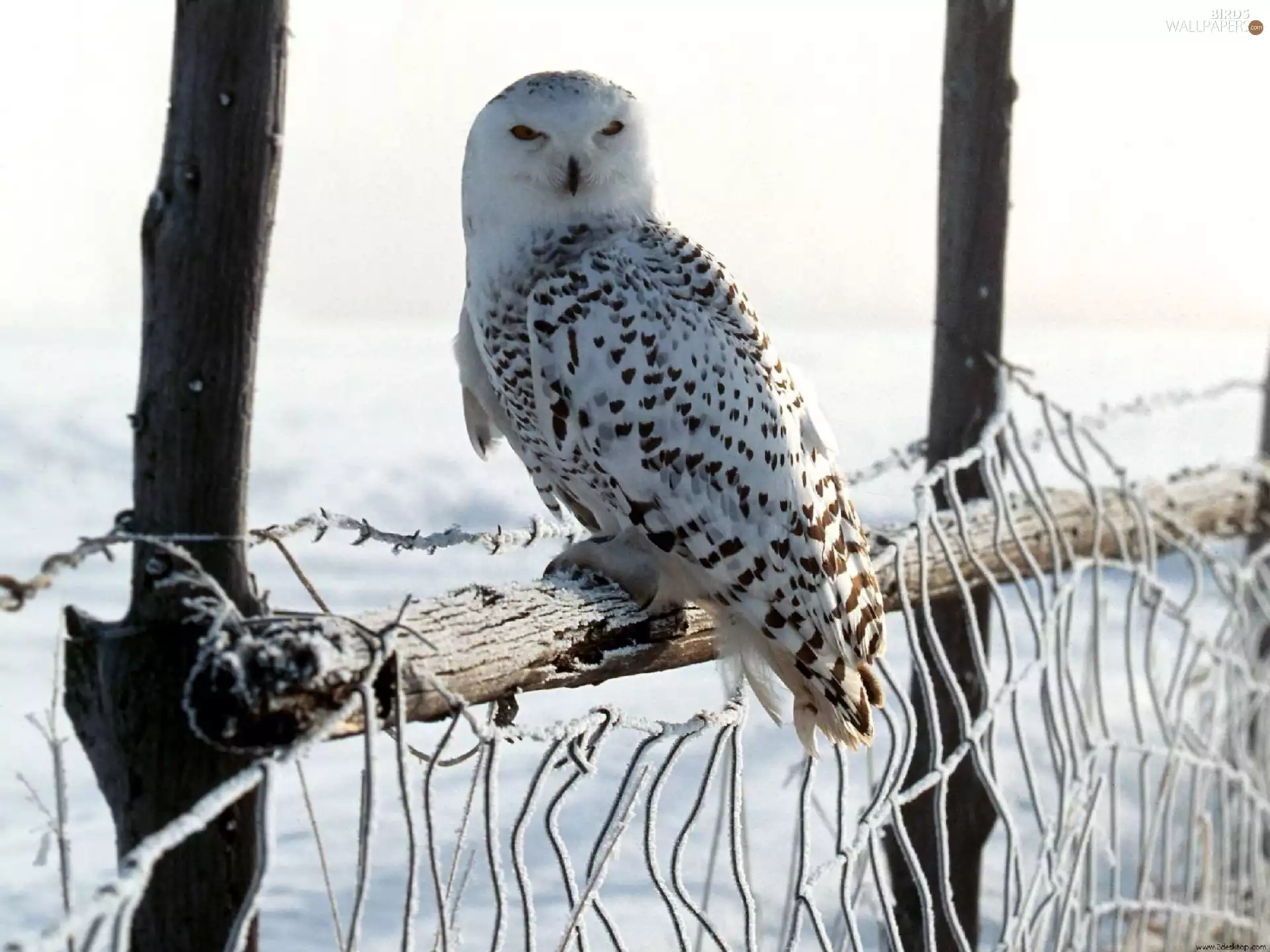 Snowy Owl