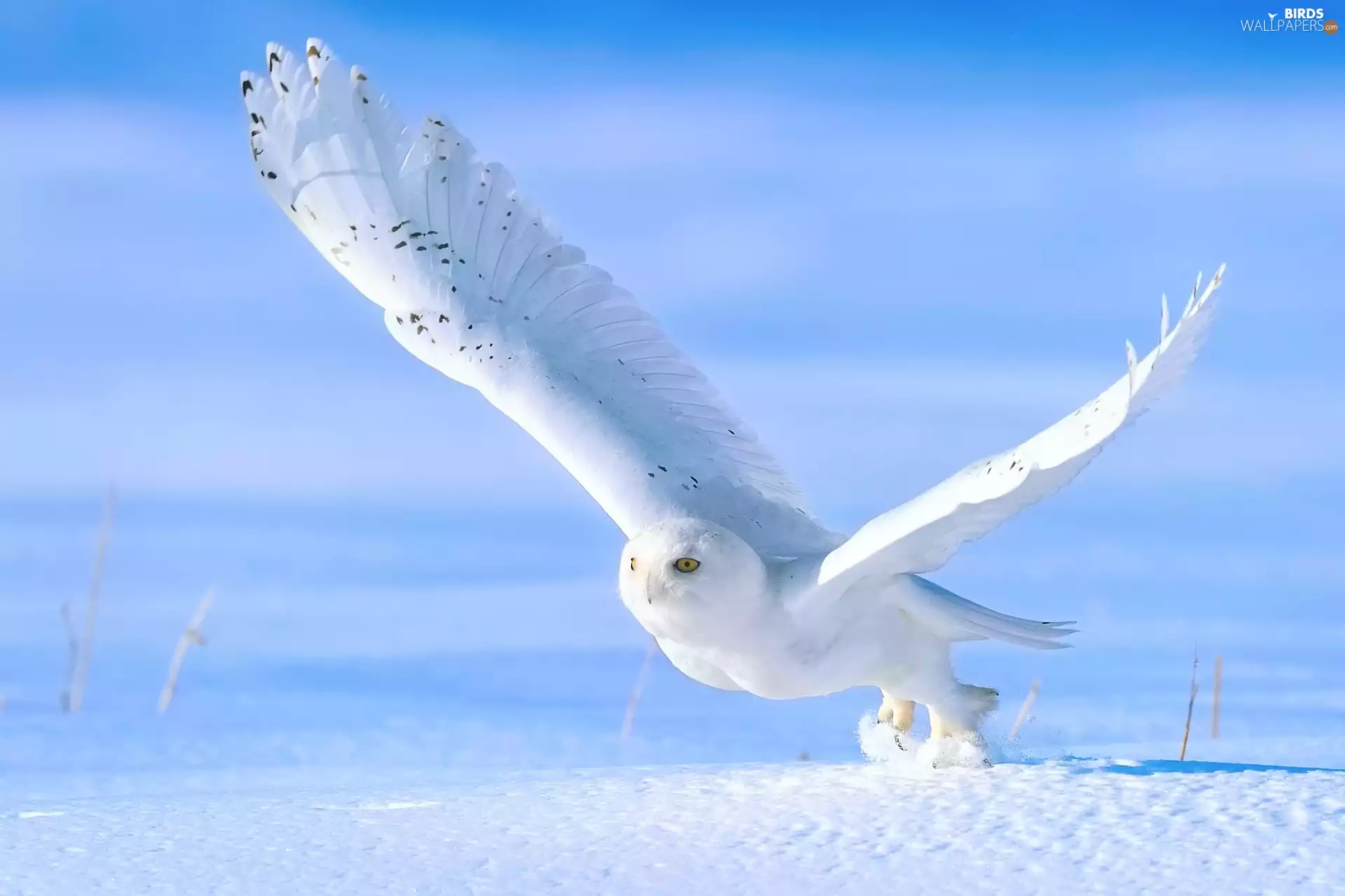 Snowy Owl, snow