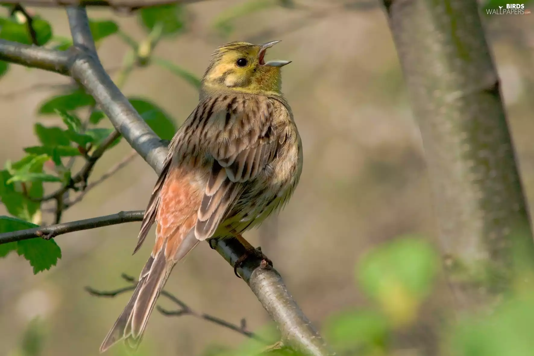 Bird, song, twig, Willow Warbler