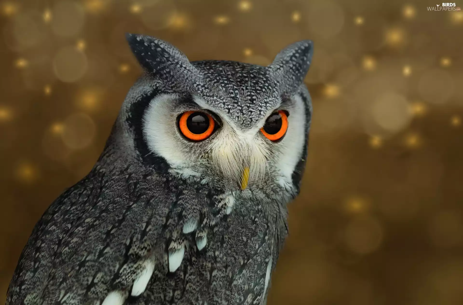 owl, Southern white-faced Owl