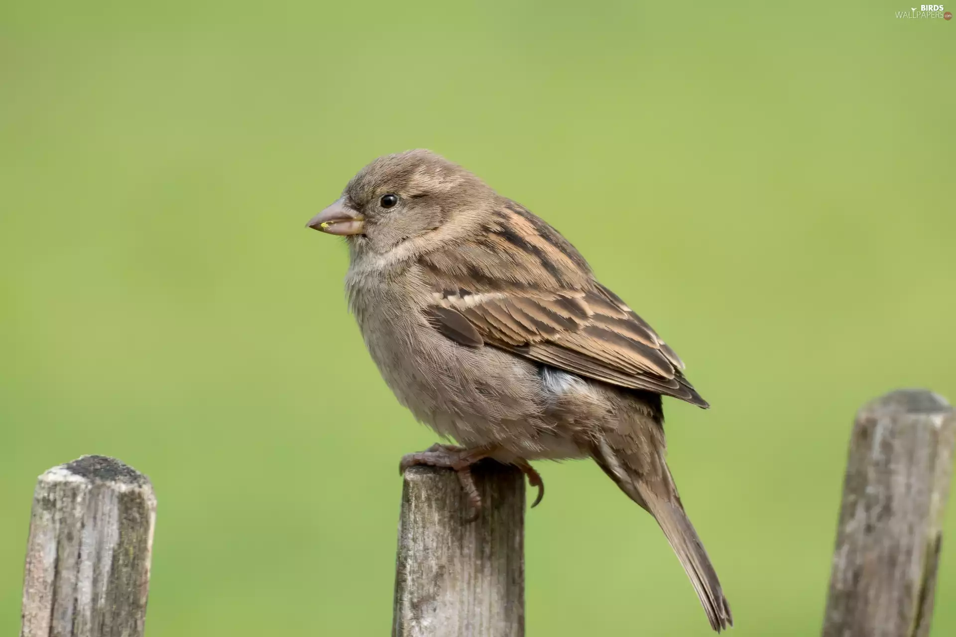 sparrow