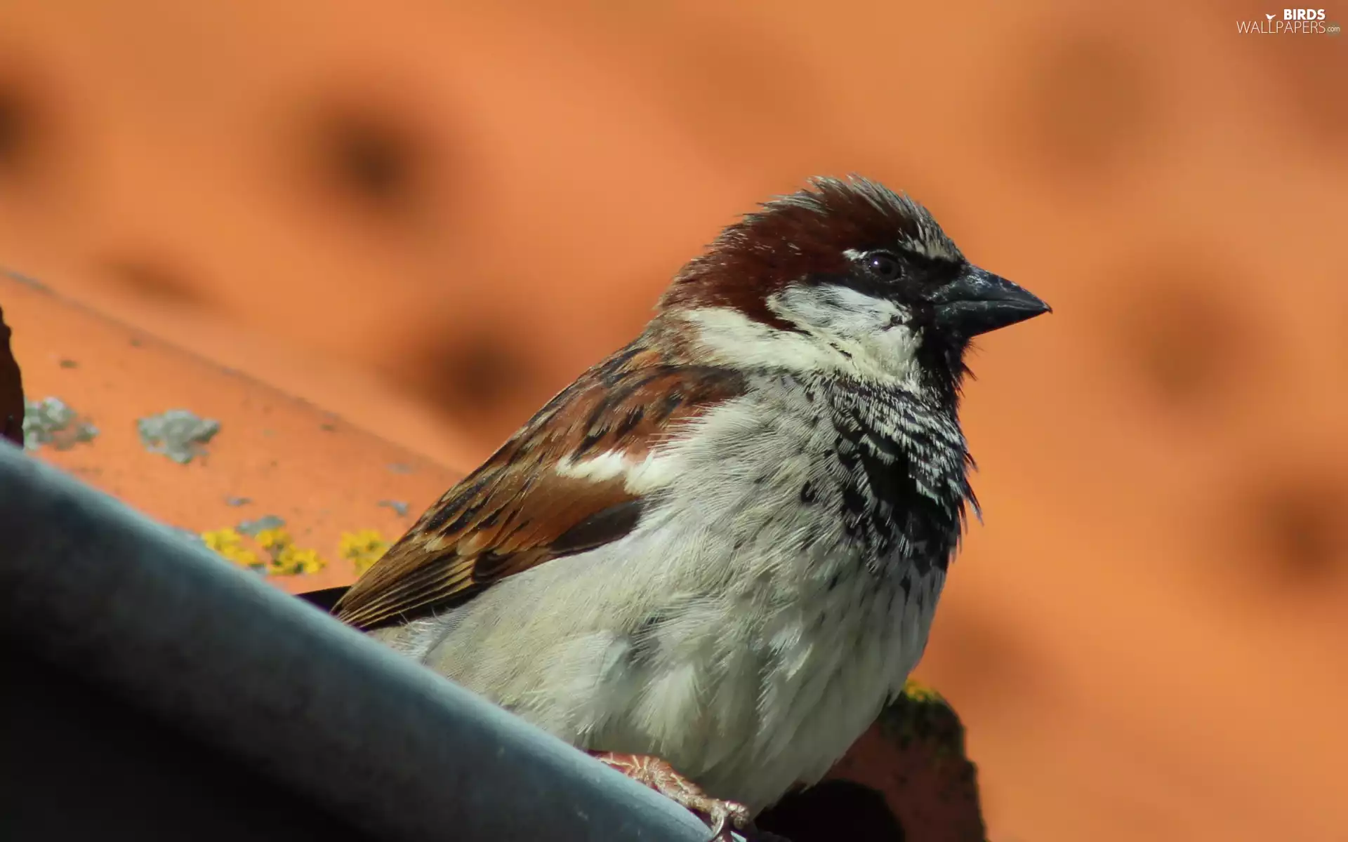 sparrow, Bird