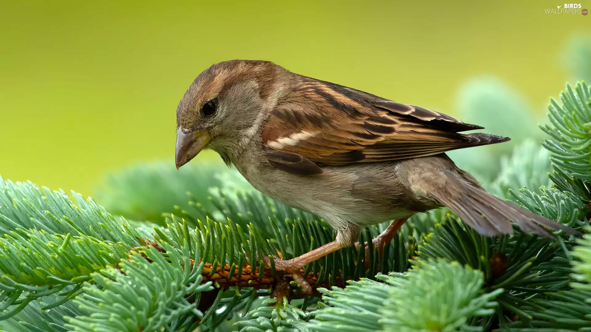 Bird, Softwood, Twigs, sparrow