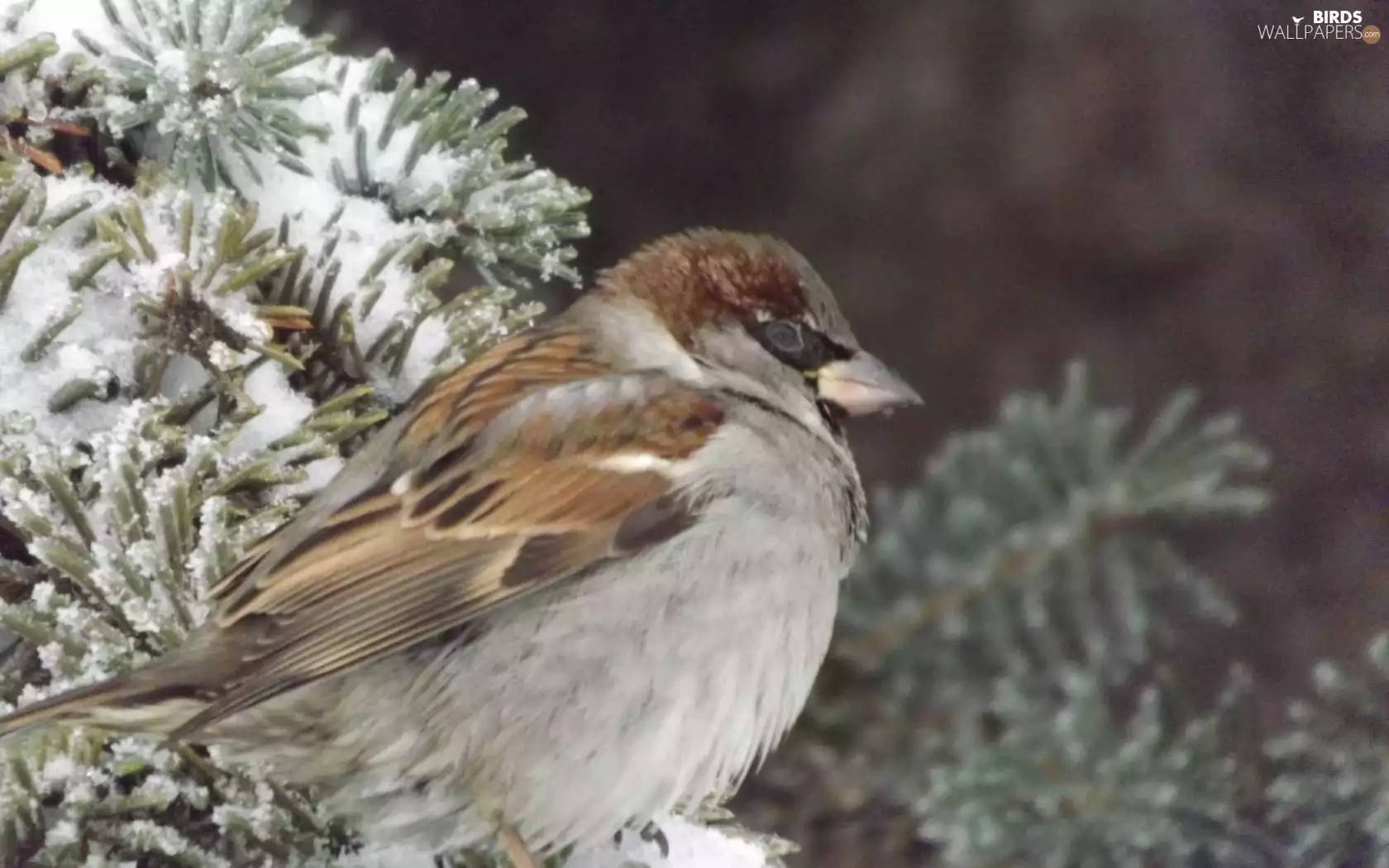 birdies, spruce, twig, Sparrow