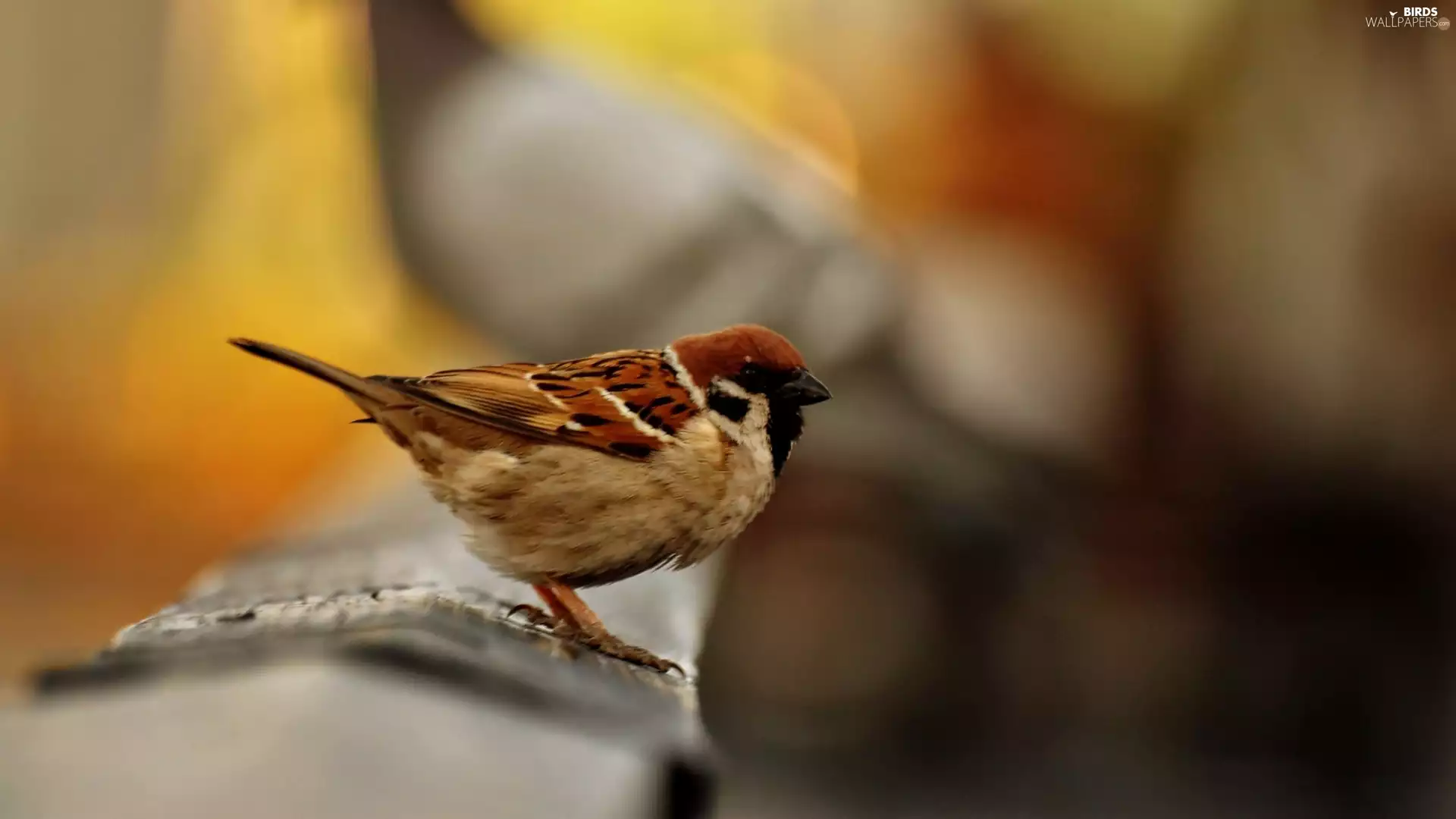Close, Bird, tree sparrow