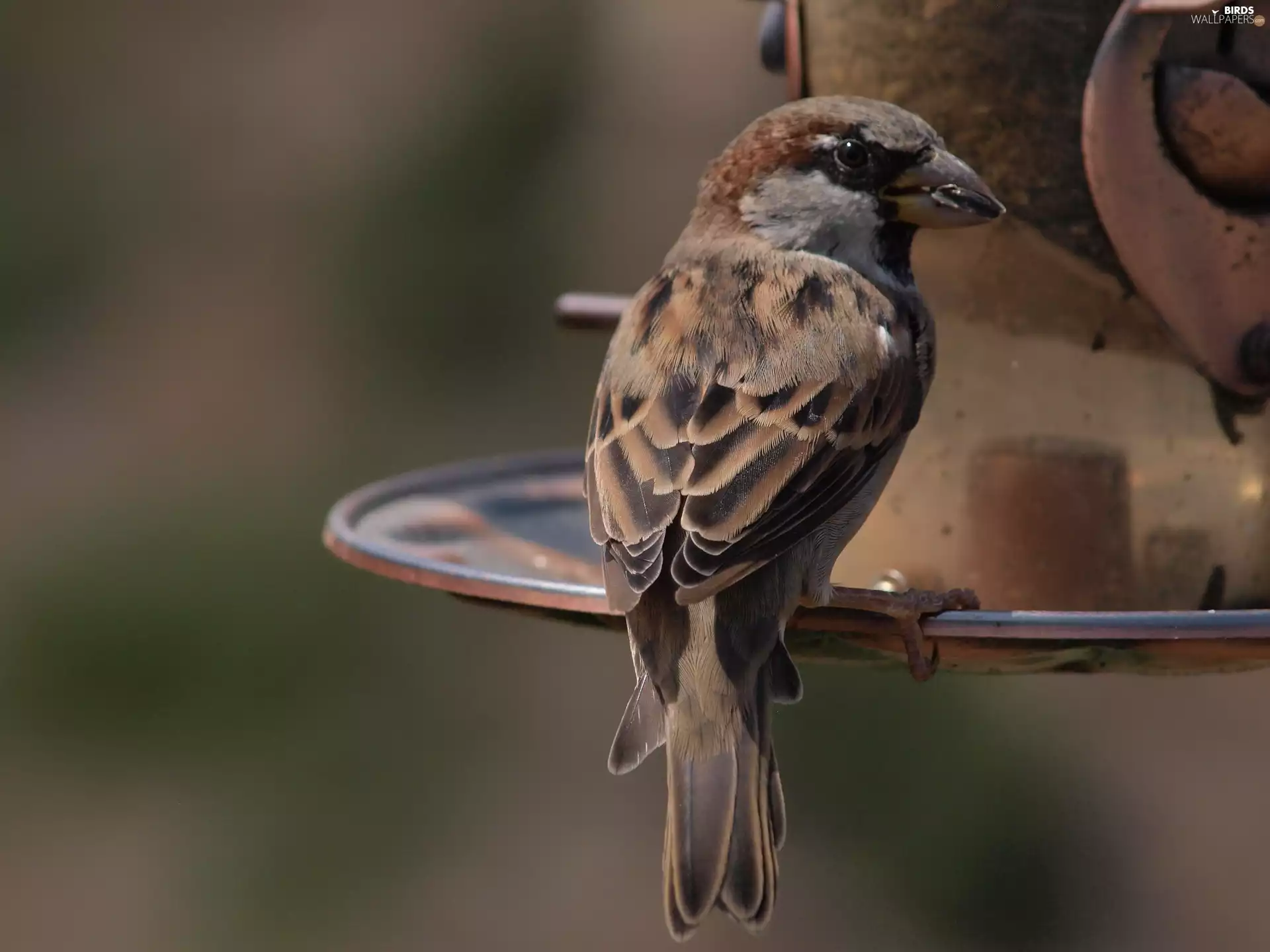 sparrow, Feeder