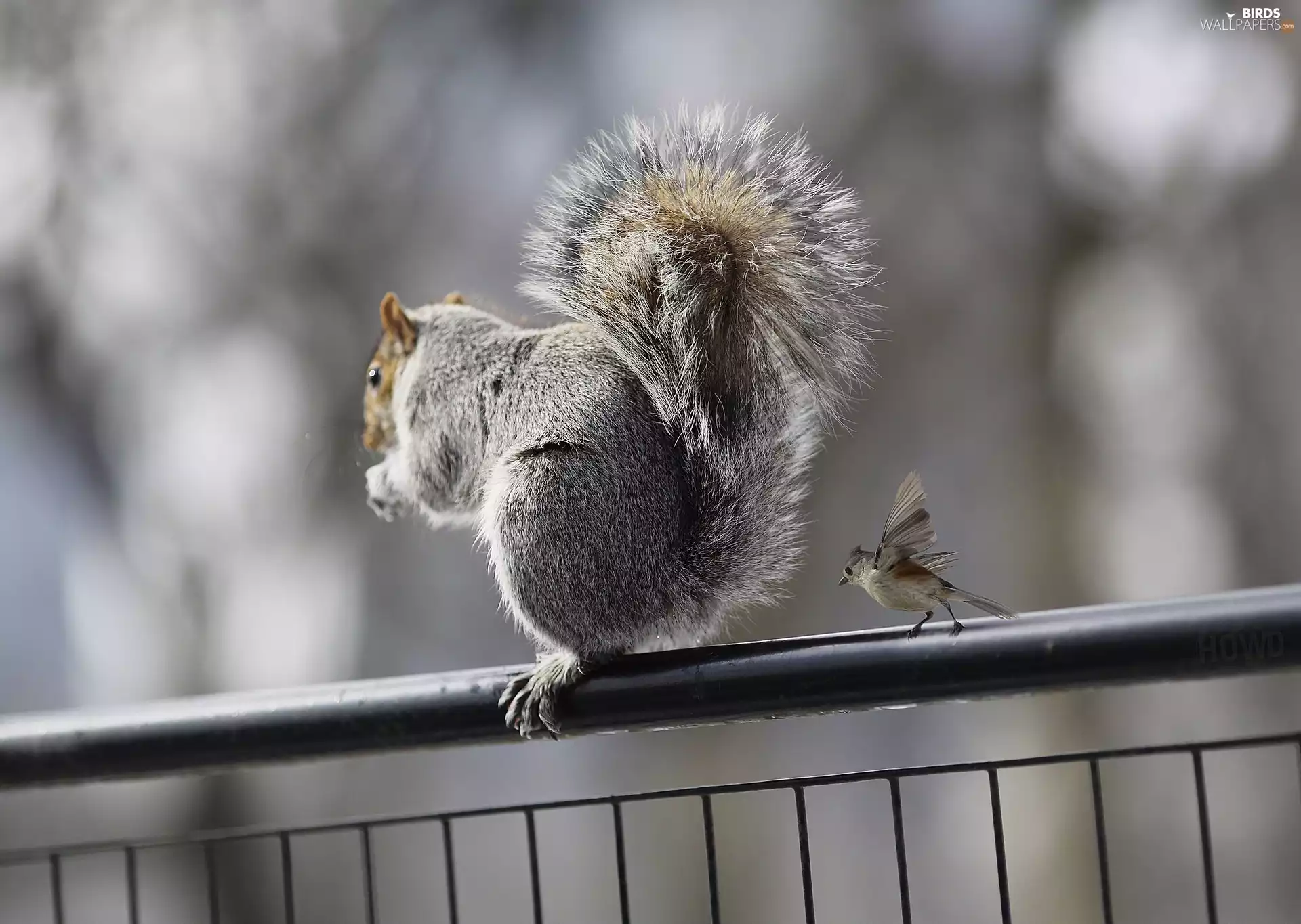 hand-rail, squirrel, Sparrow