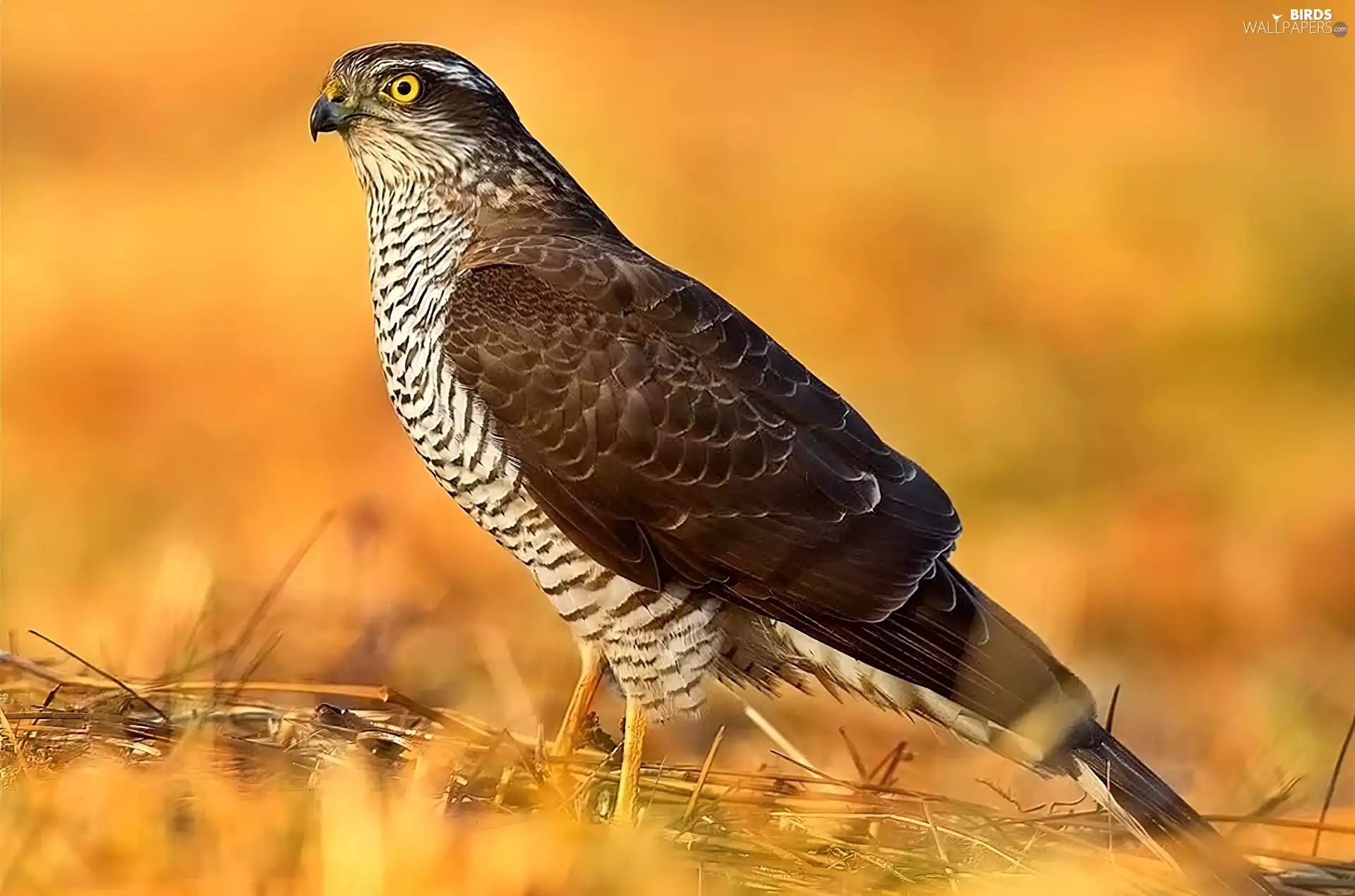 sparrow hawk