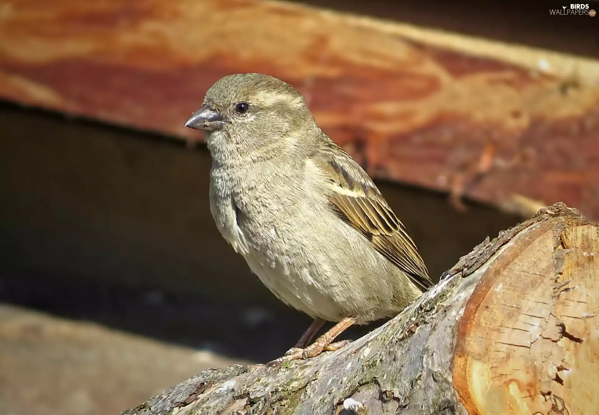 viewes, sparrow, log, trees, Bird