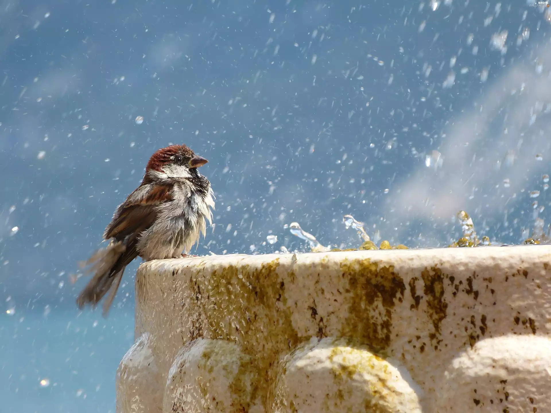 sparrow, Rain