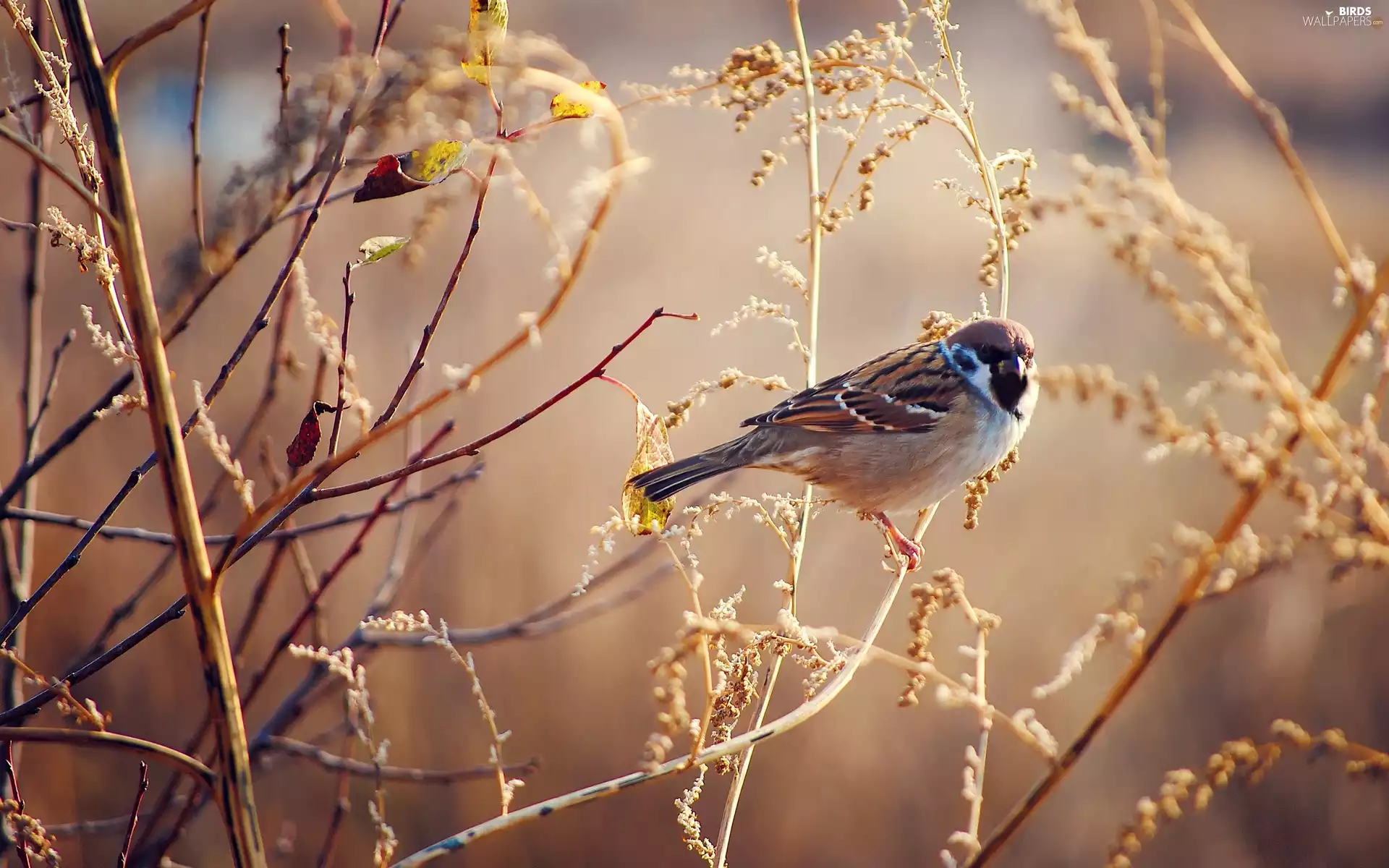 Twigs, Bird, tree sparrow