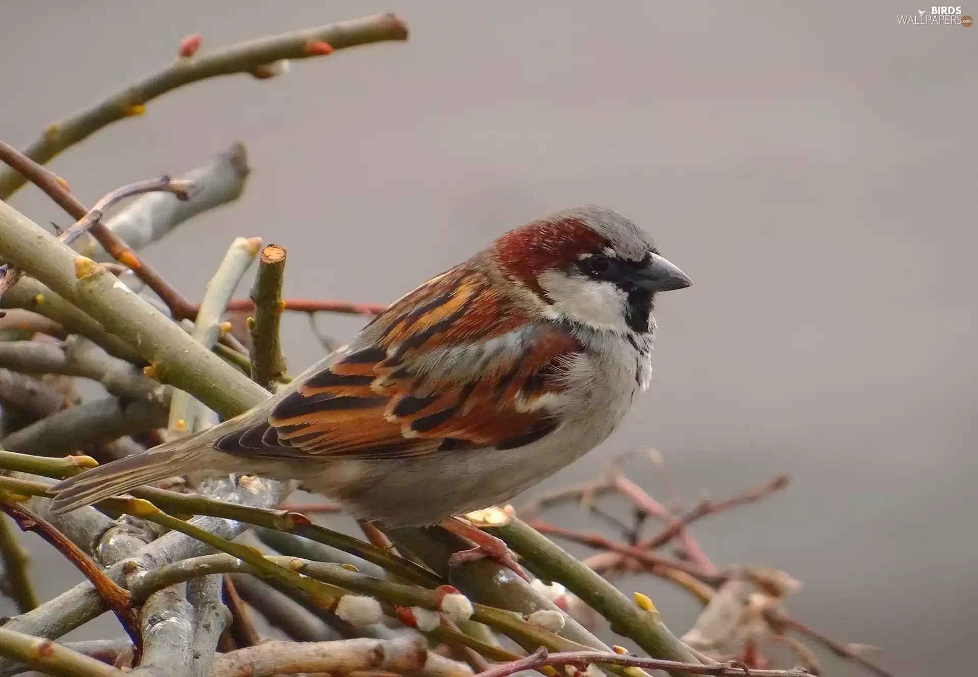 sparrow, Twigs