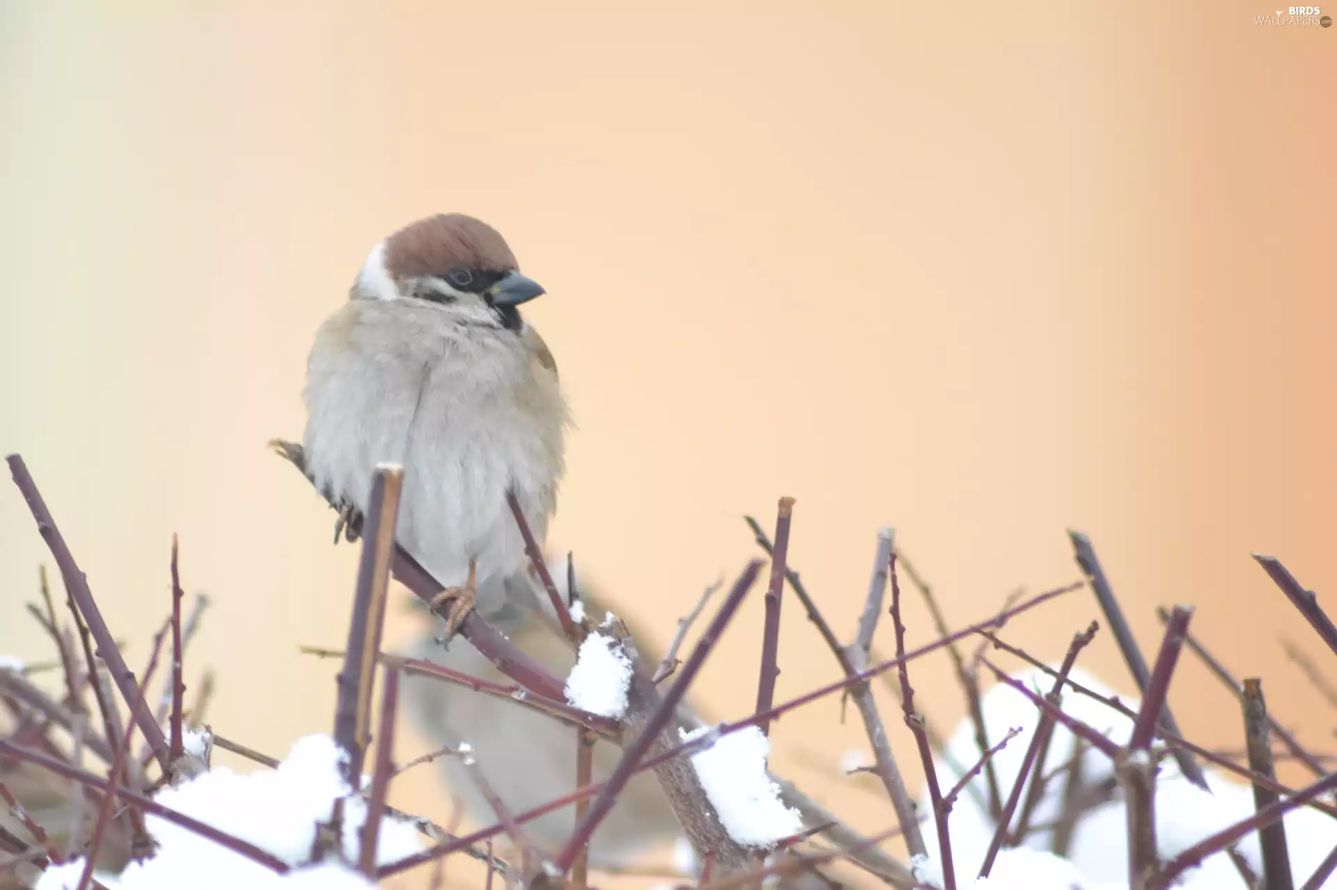sparrow, winter