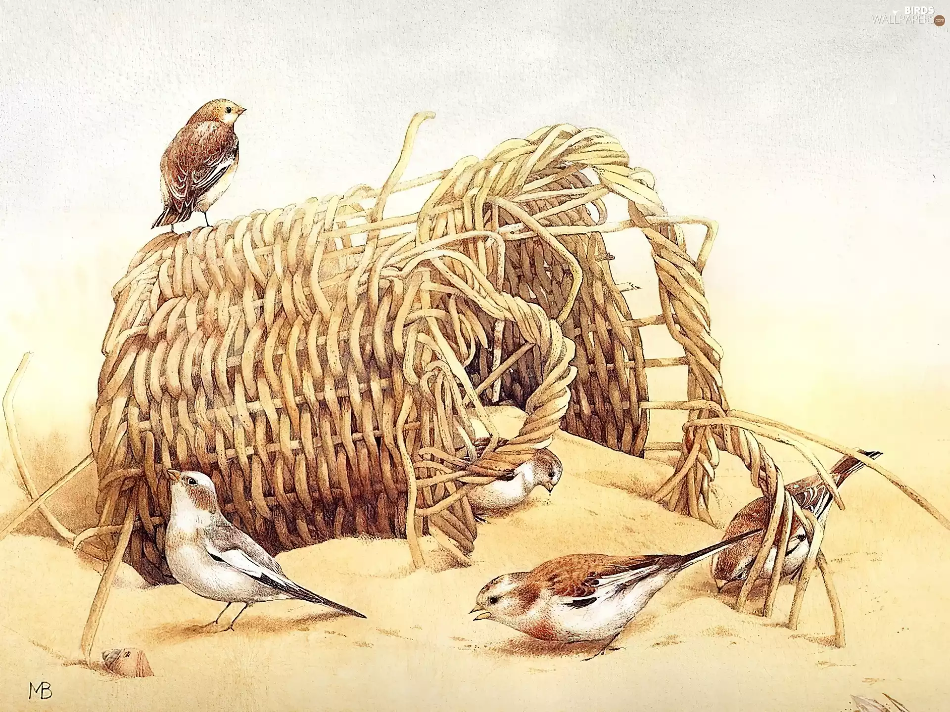 Bastin Mariolein, basket, Sparrows