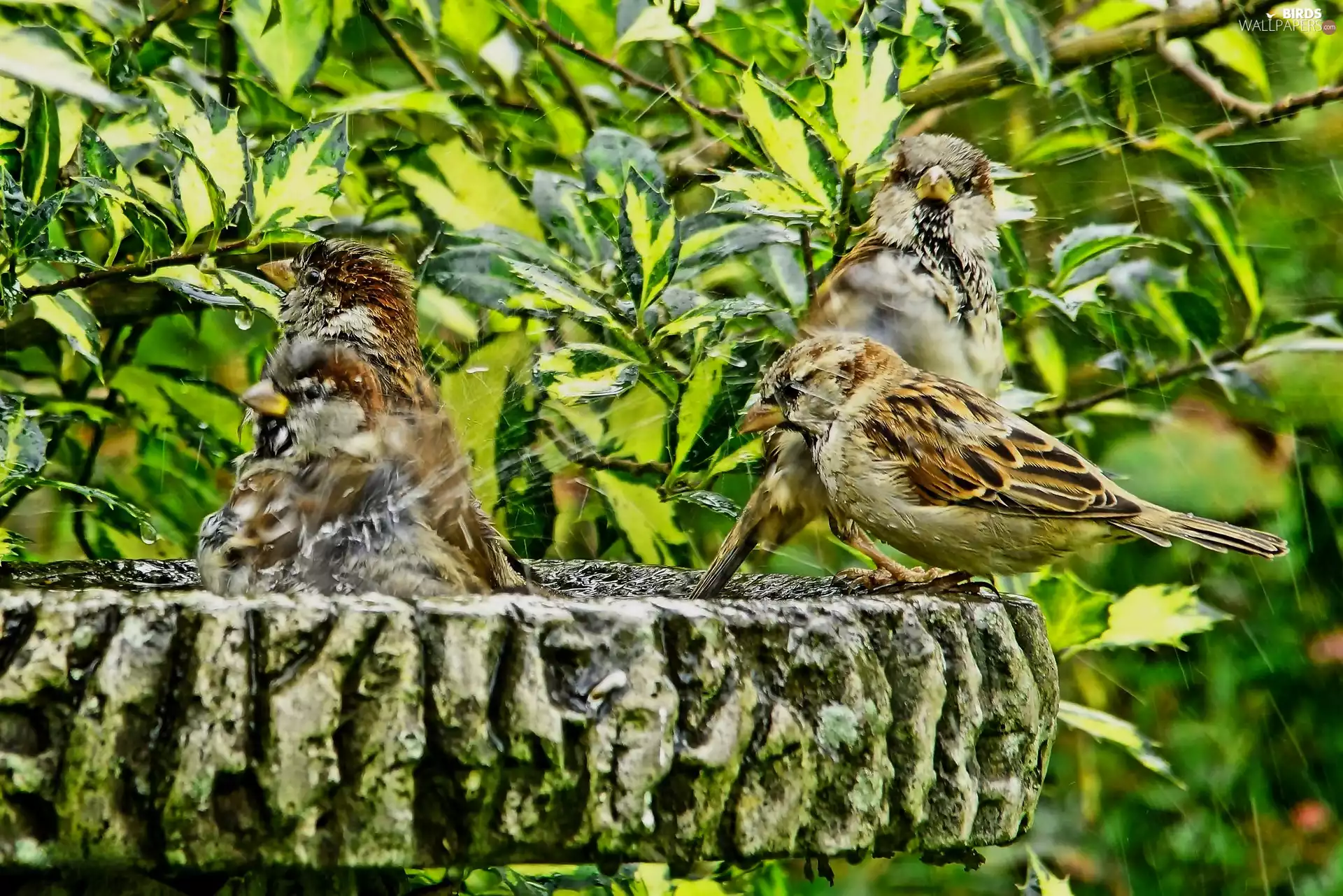 birds, bath, plant, Sparrows