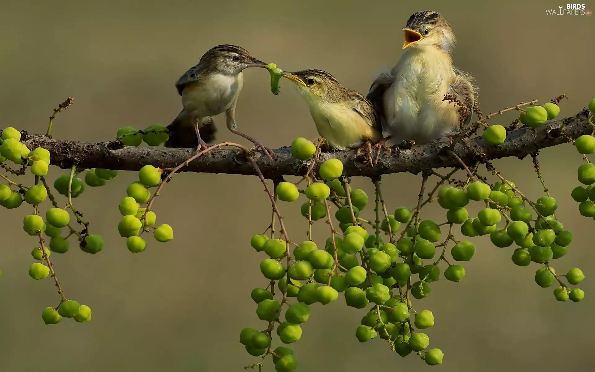 birds, twig, plants, Sparrows