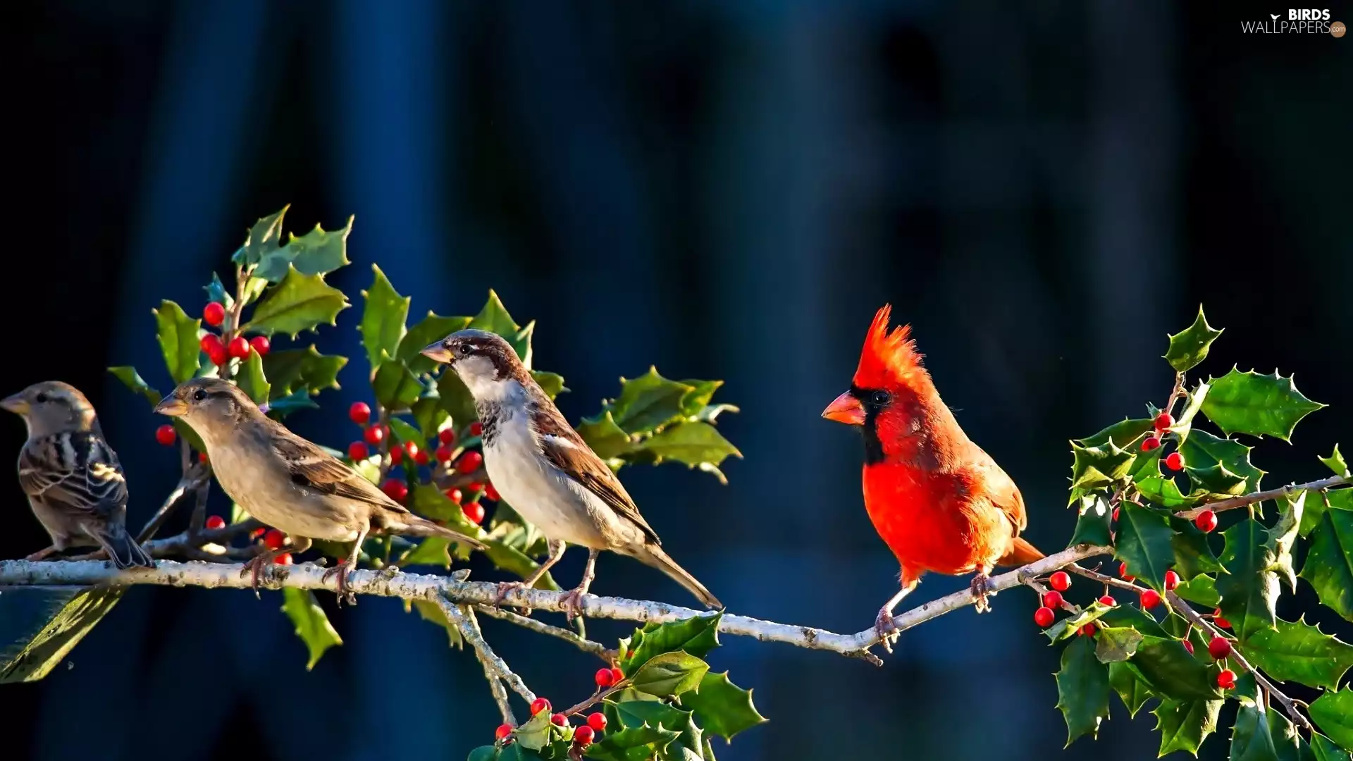cardinal, twig, holly, Sparrows
