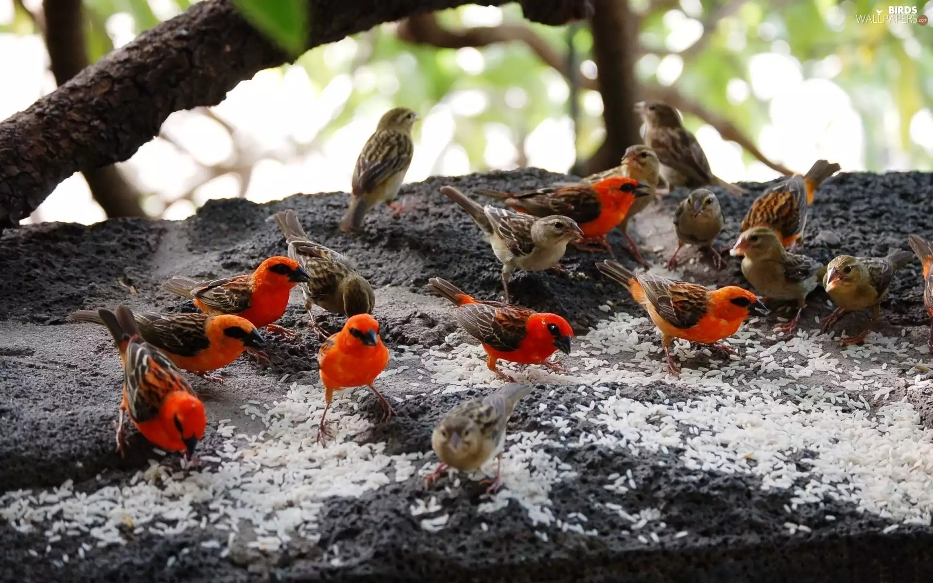 Malagasy, grains, rice, Sparrows