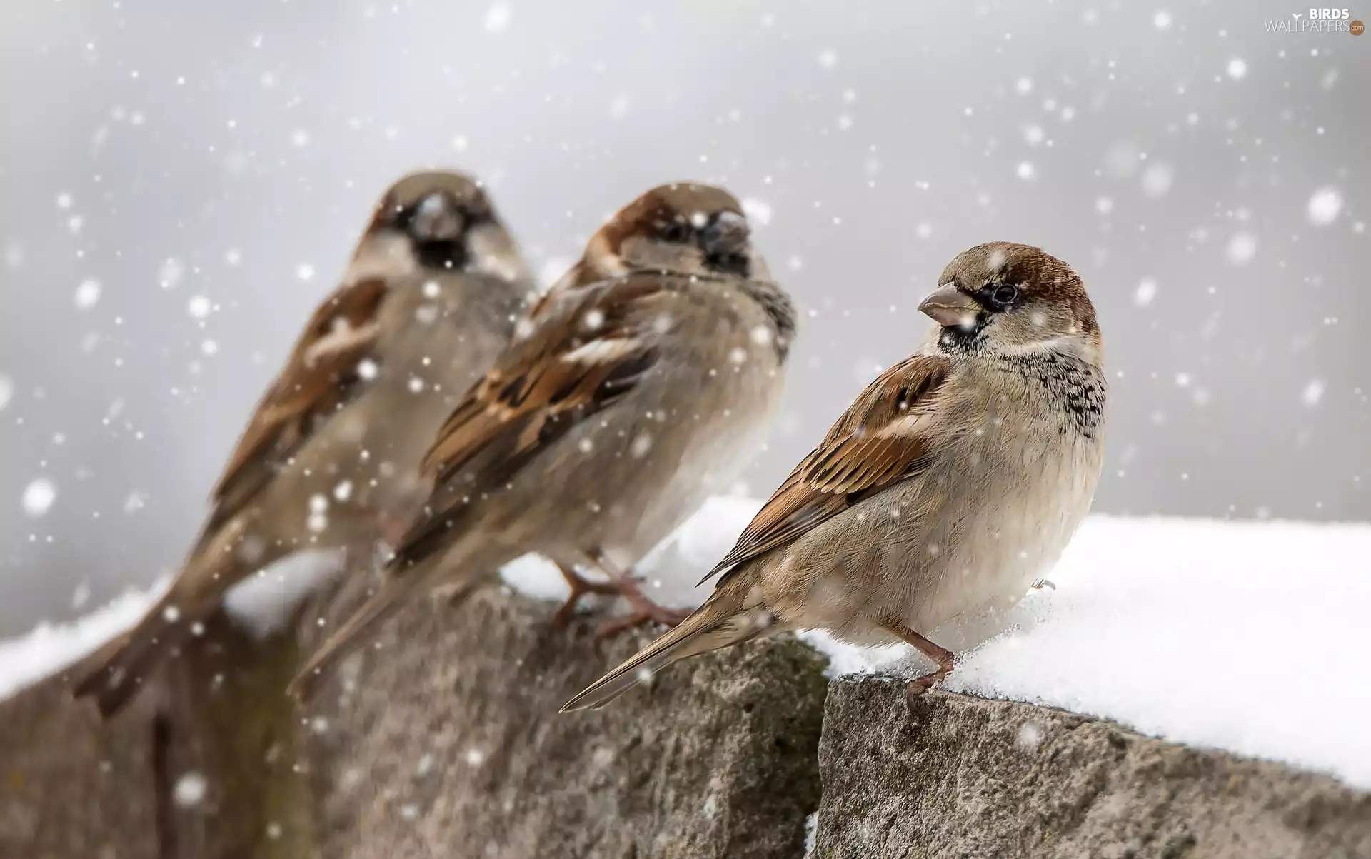 Sparrows, winter, snow