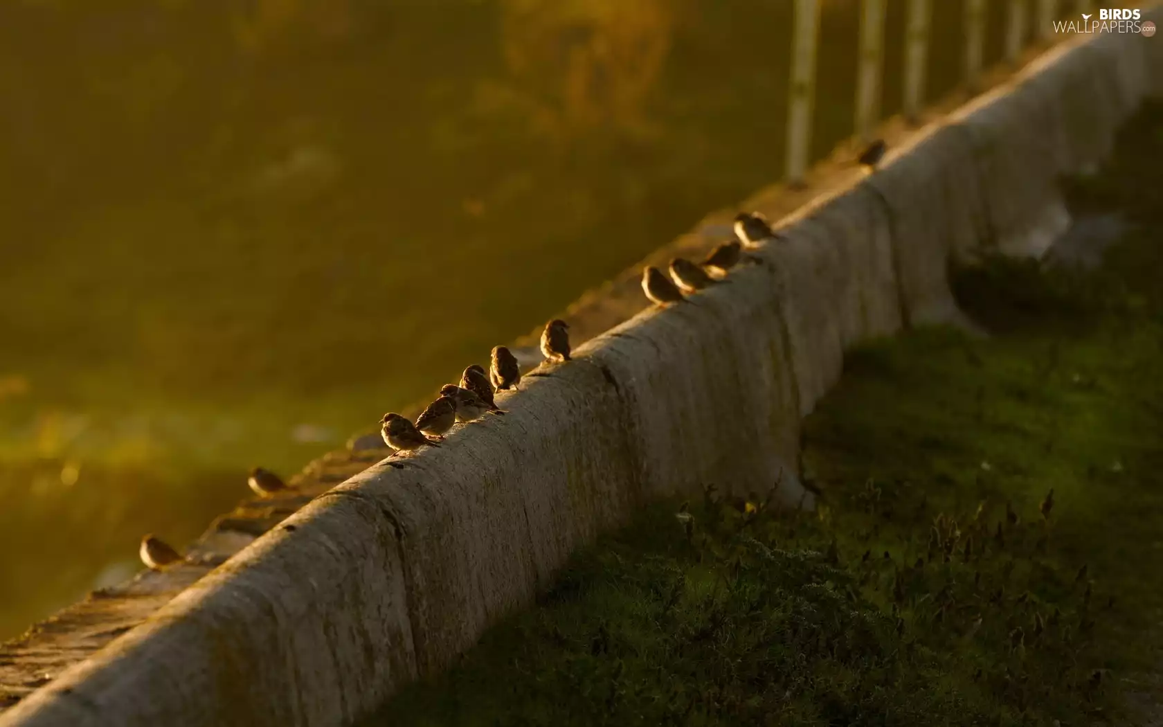 Sparrows, Great Sunsets