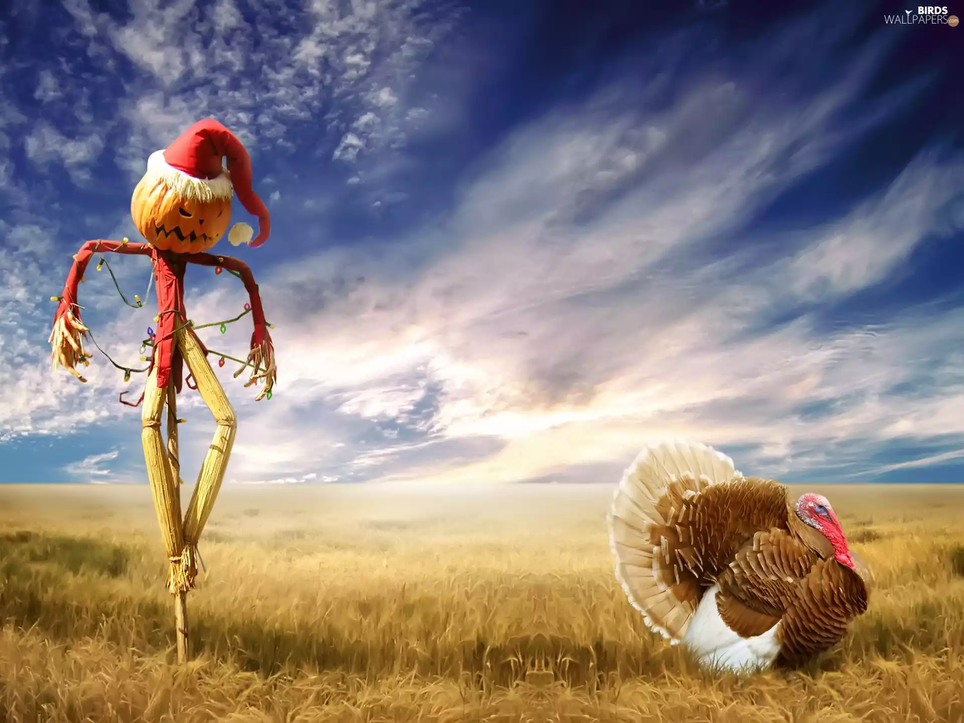 an, Sparrows, turkey, fear, clouds
