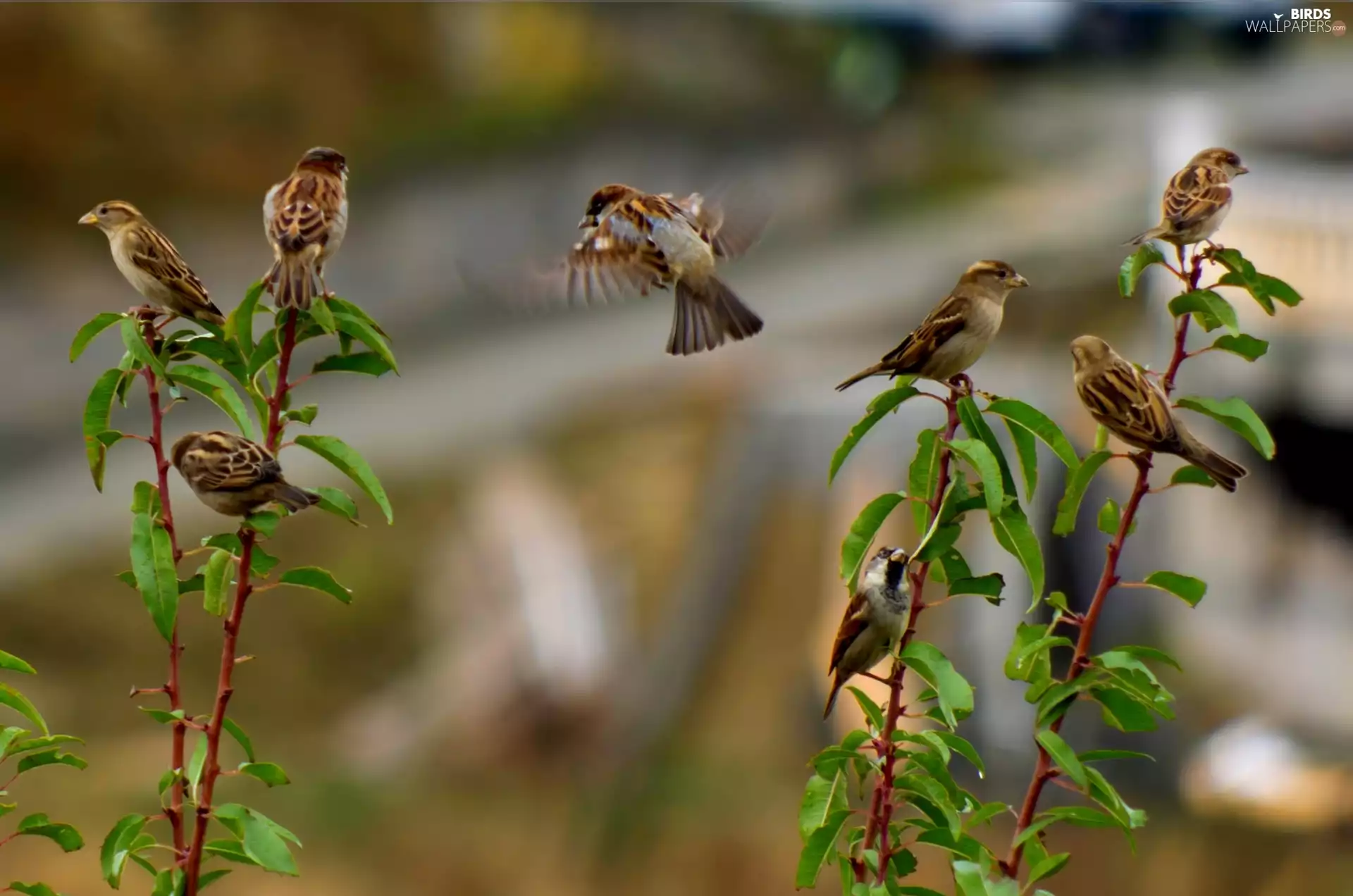 Sparrows, Twigs