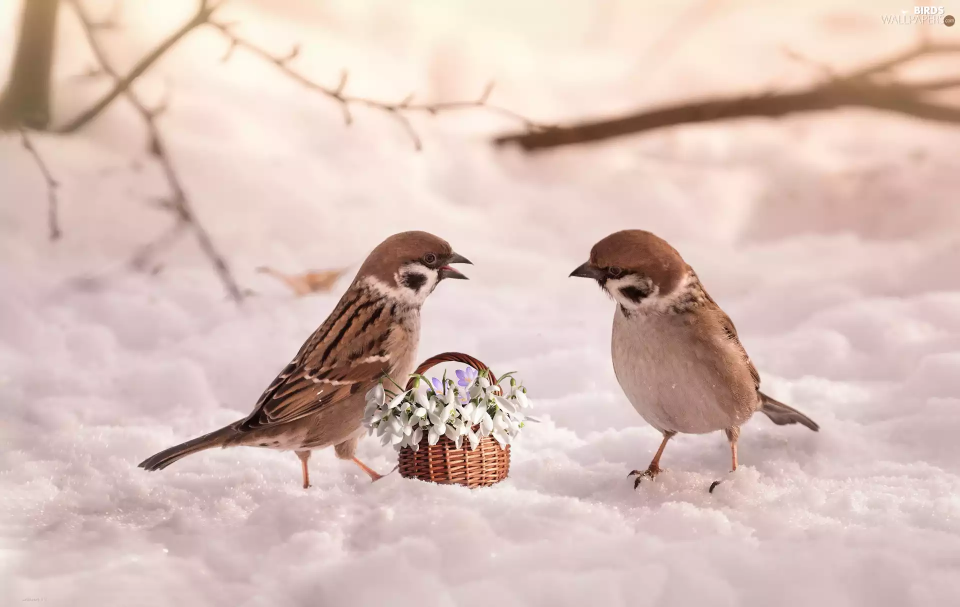 Sparrows, Flowers, snow, snowdrops, winter, birds, Two cars, basket