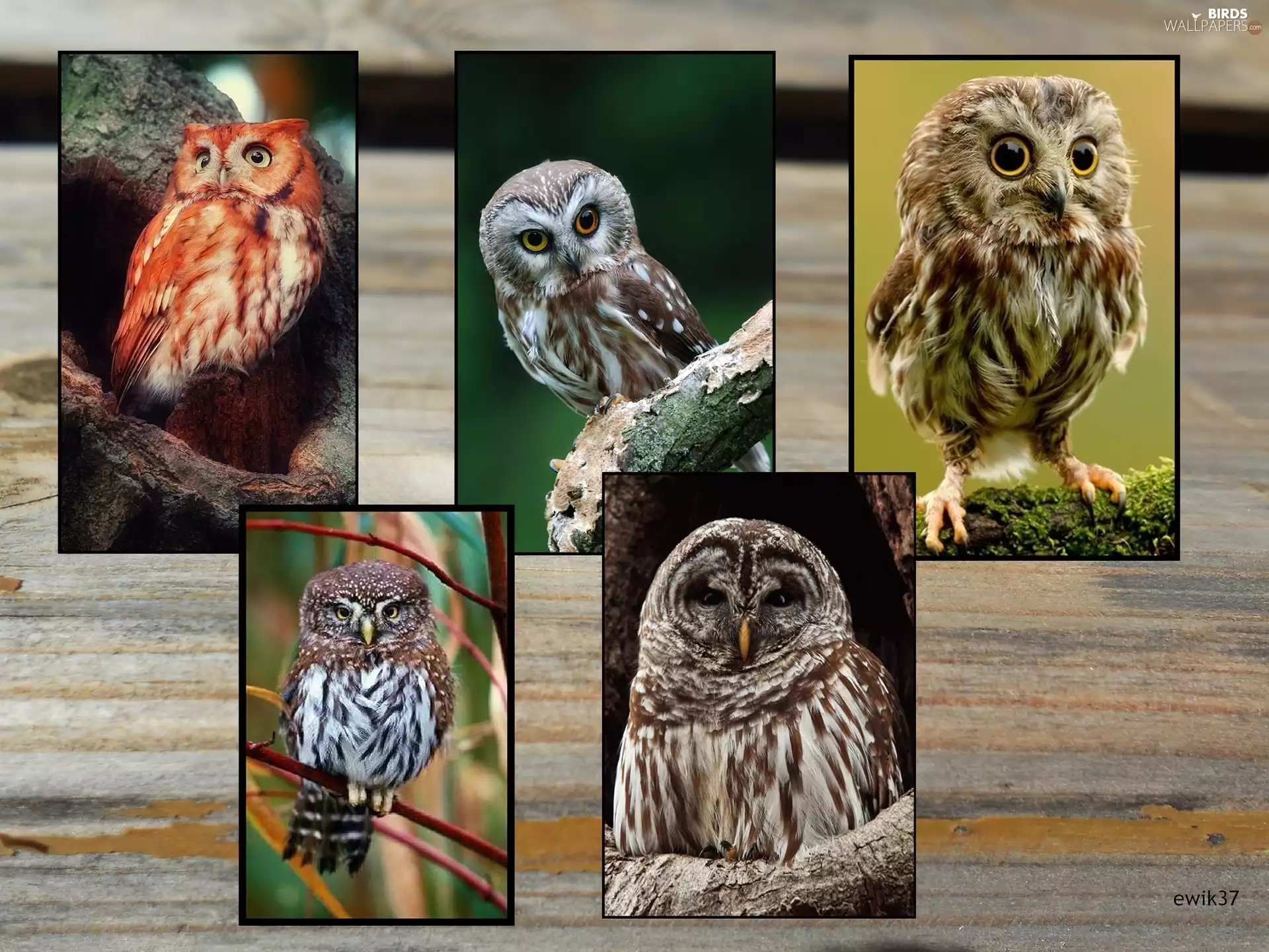 Species, Owls, different