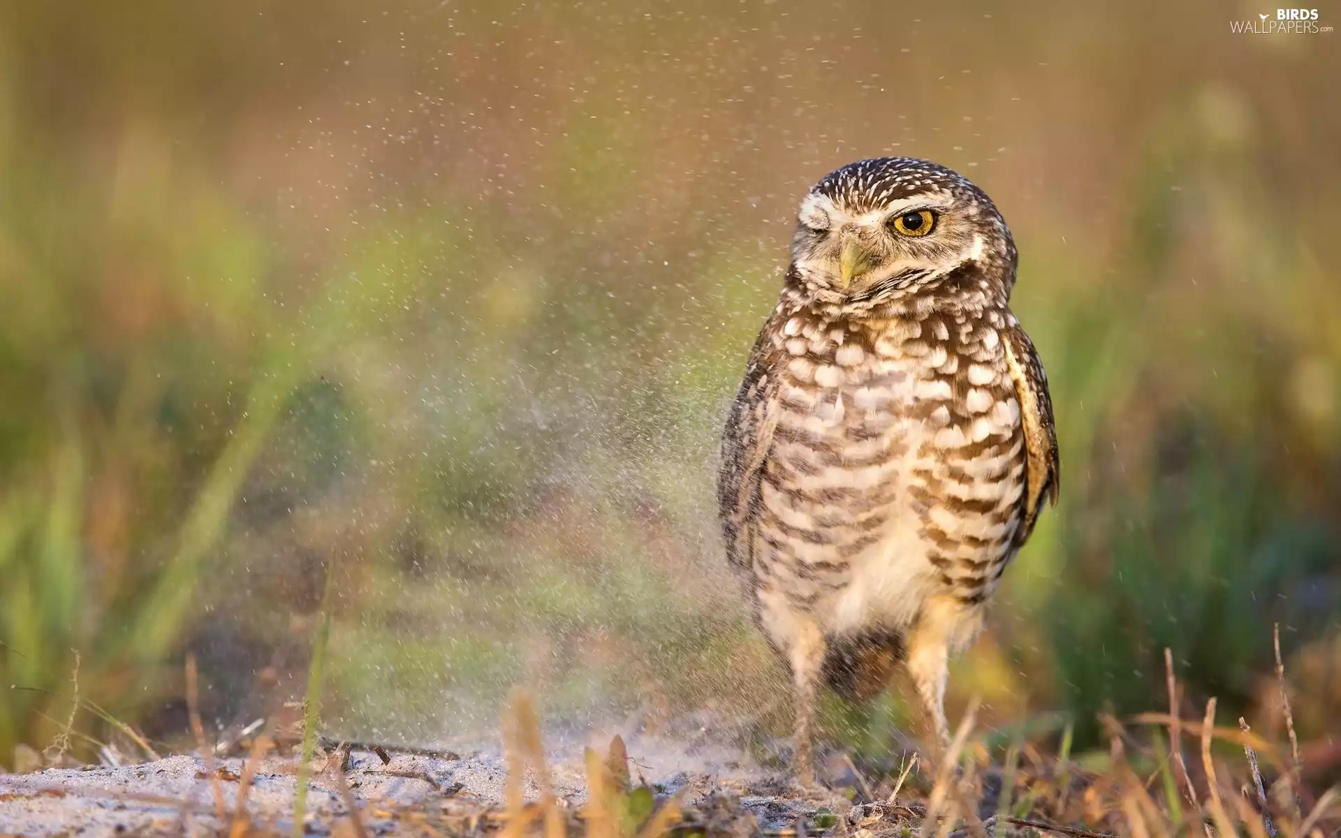 Splashed, owl, Spadefoot