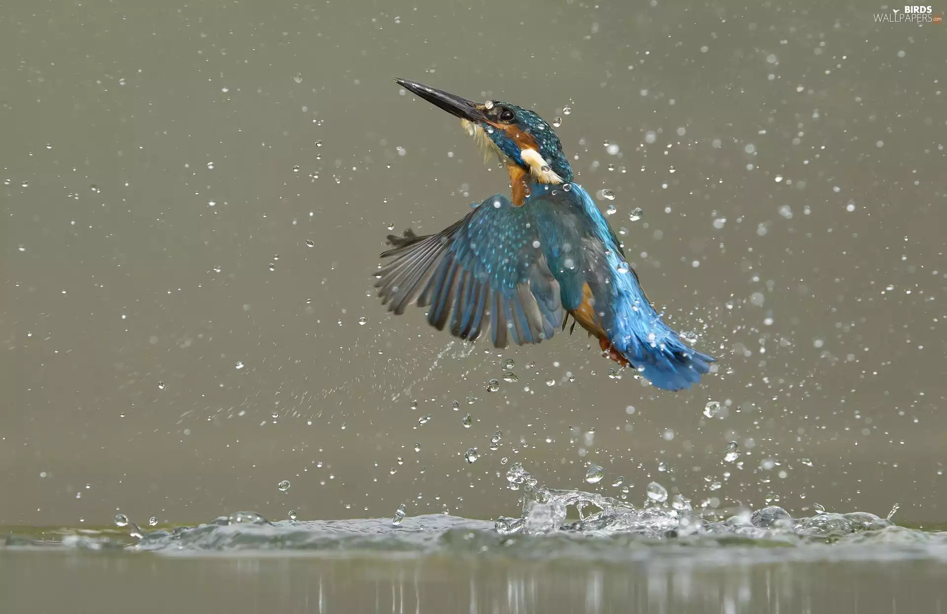 drops, Splashes, flight, water, kingfisher