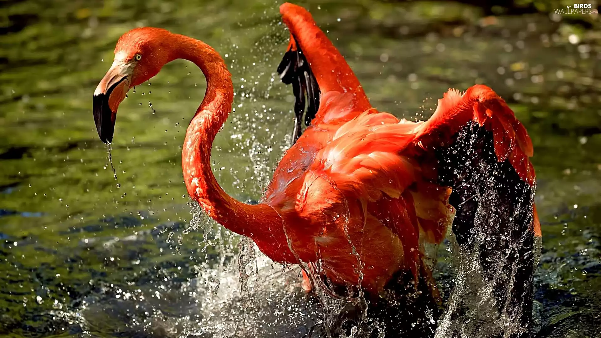 water, Greater Flamingo, Splashing