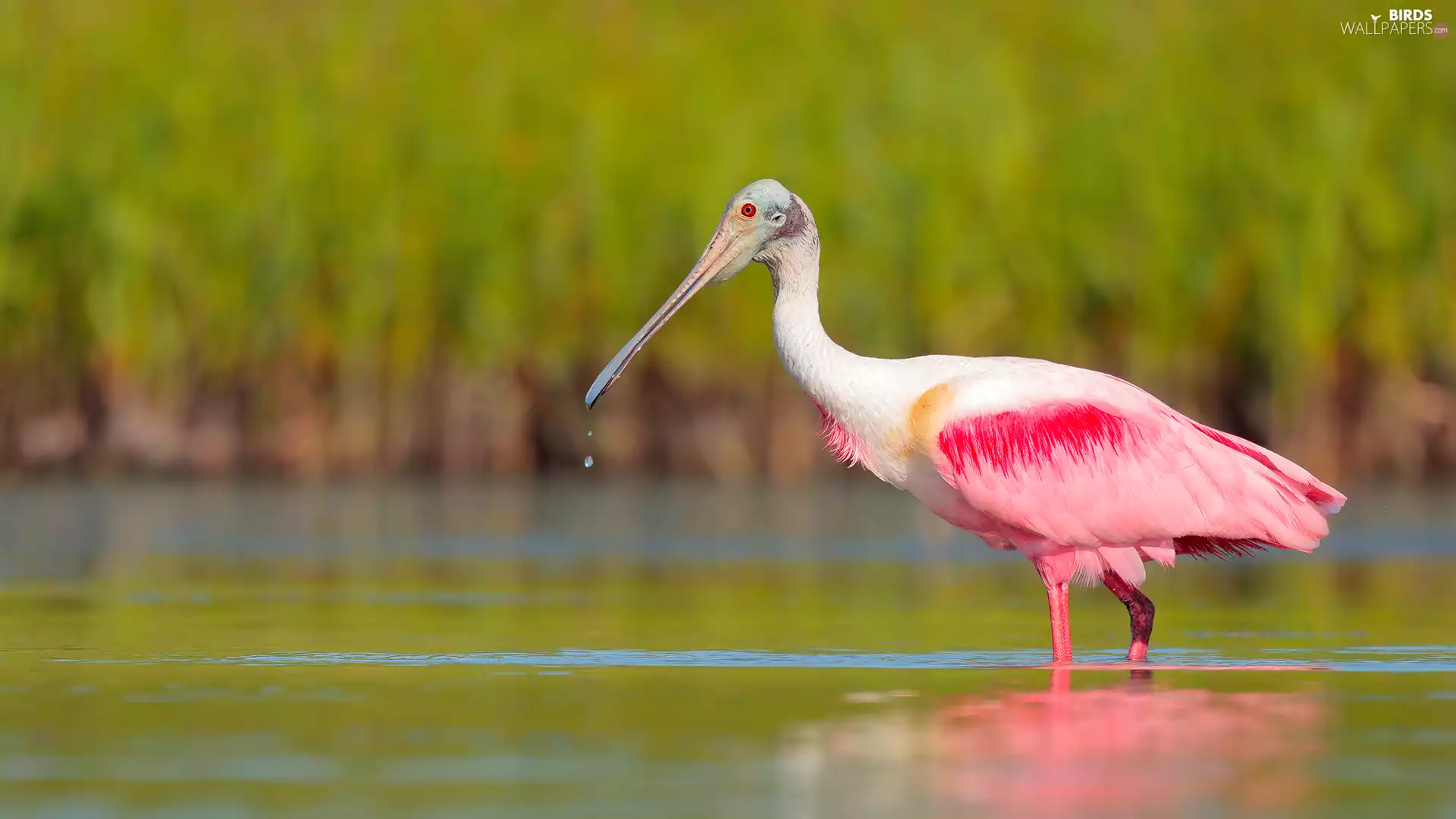 water, Bird, Pink Spoonbill