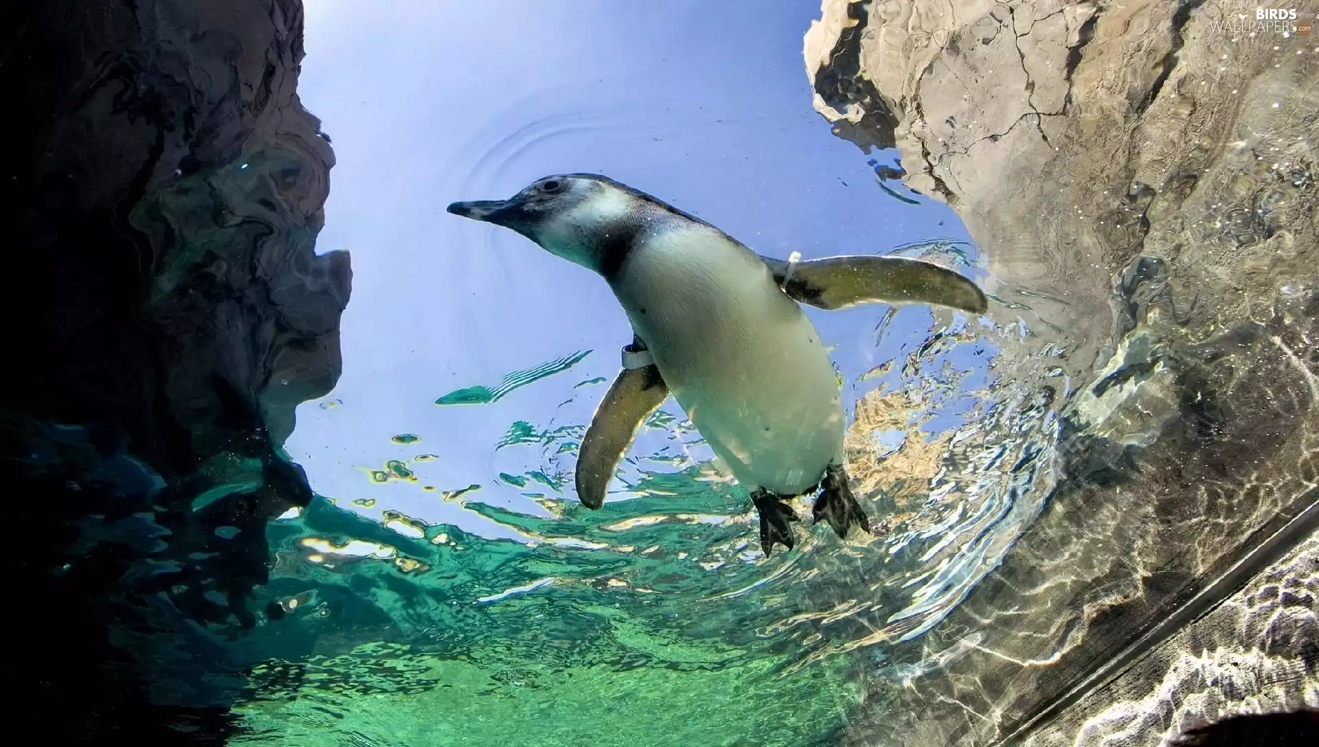 a spotless, rocks, penguin, water