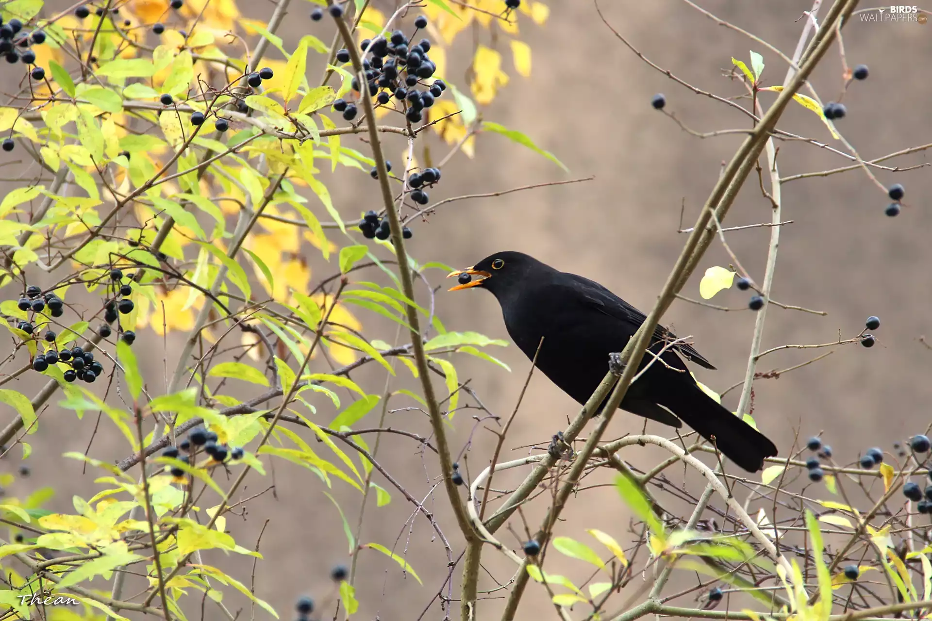 ##, spout, DBZ, Yagoda, Blackbird