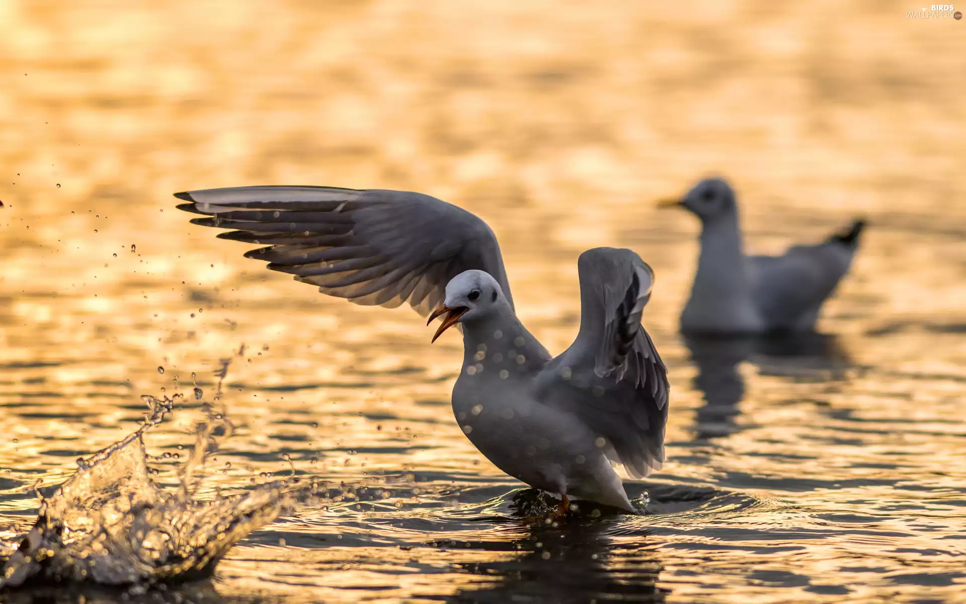 spray, gulls, water