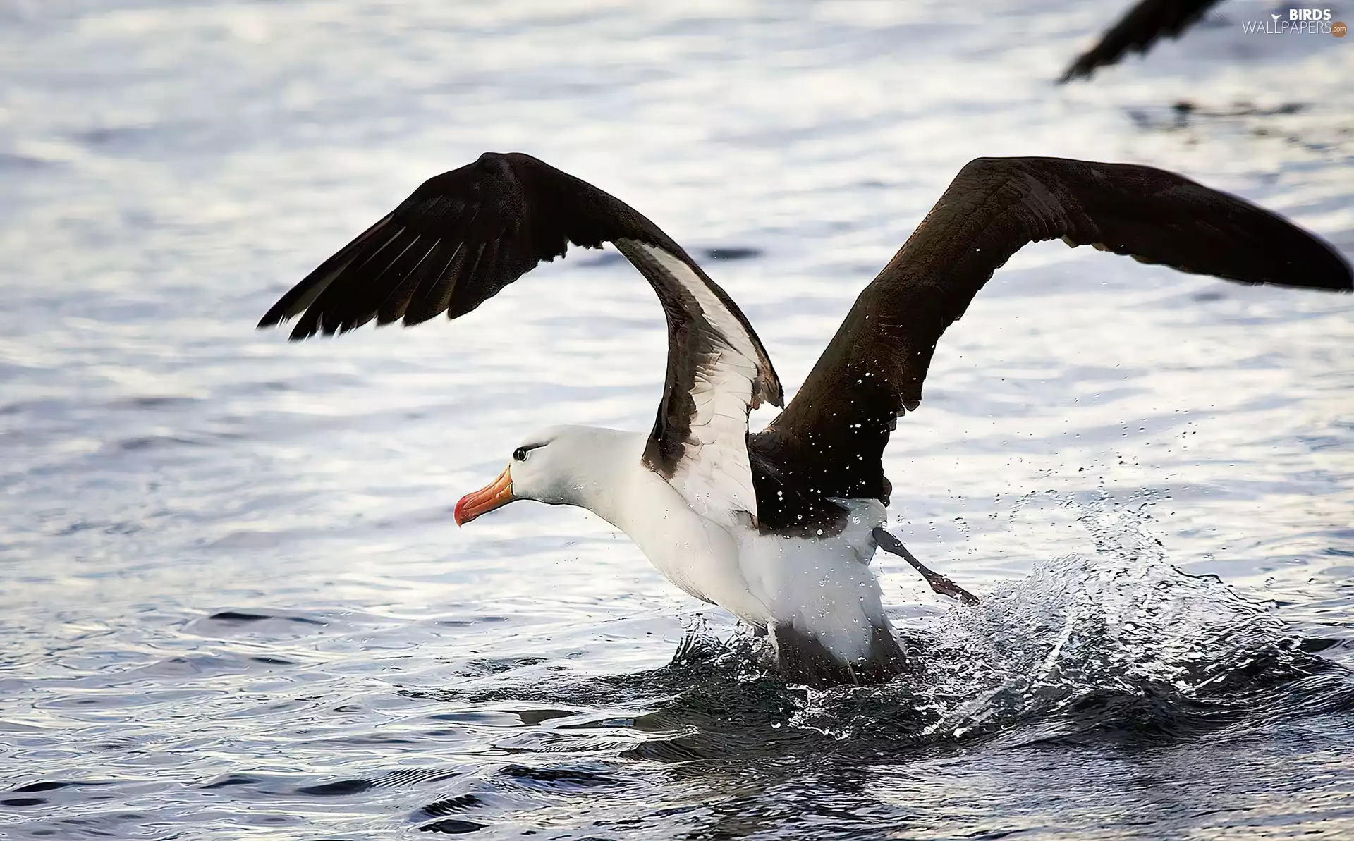 albatross, wings, water, spread