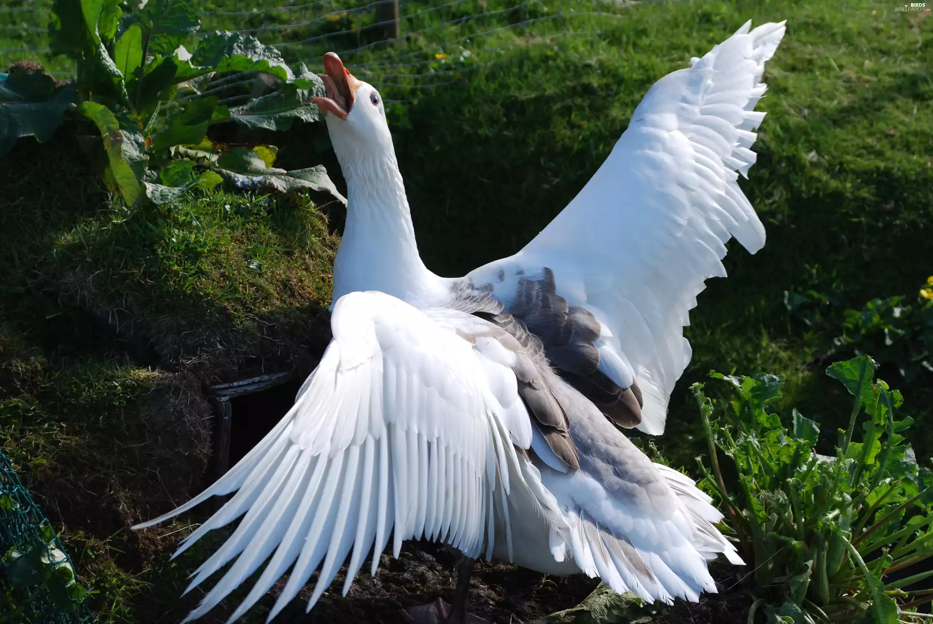 goose, wings, green, spread