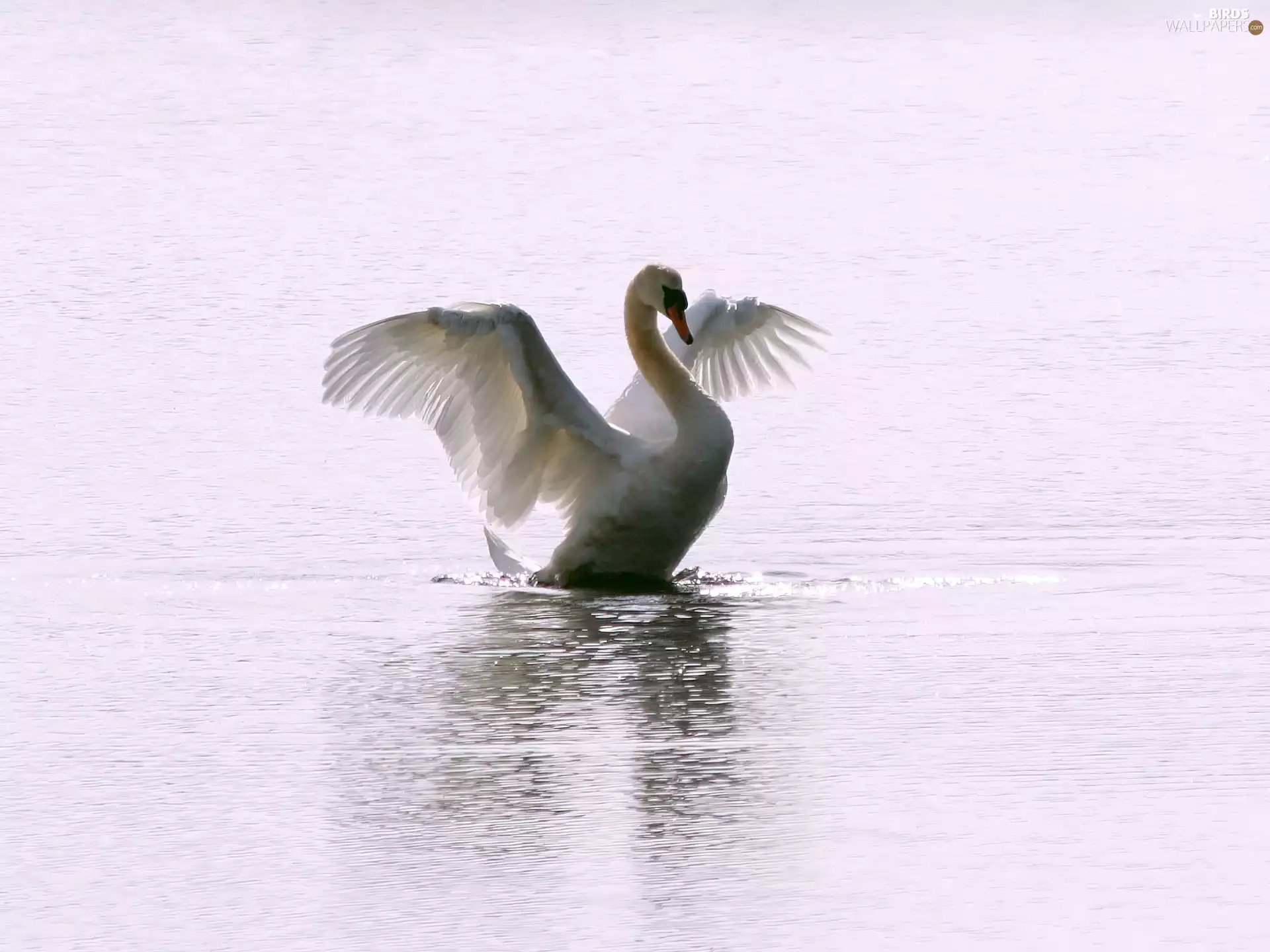 swan, wings, water, spread