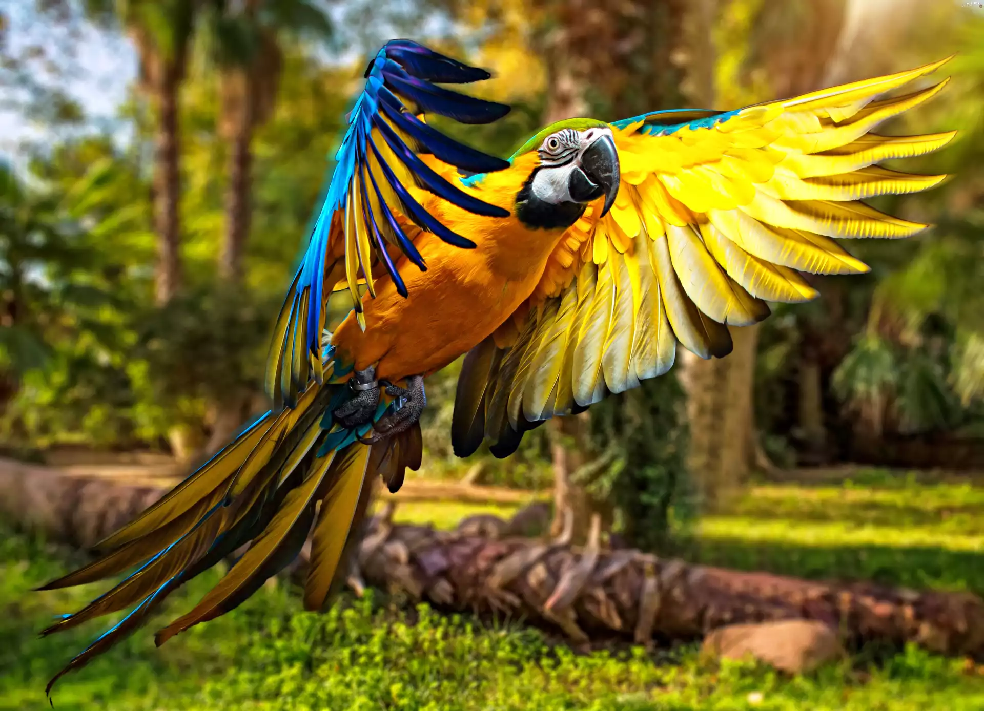 parrot, Spread Wings, Landing, ara