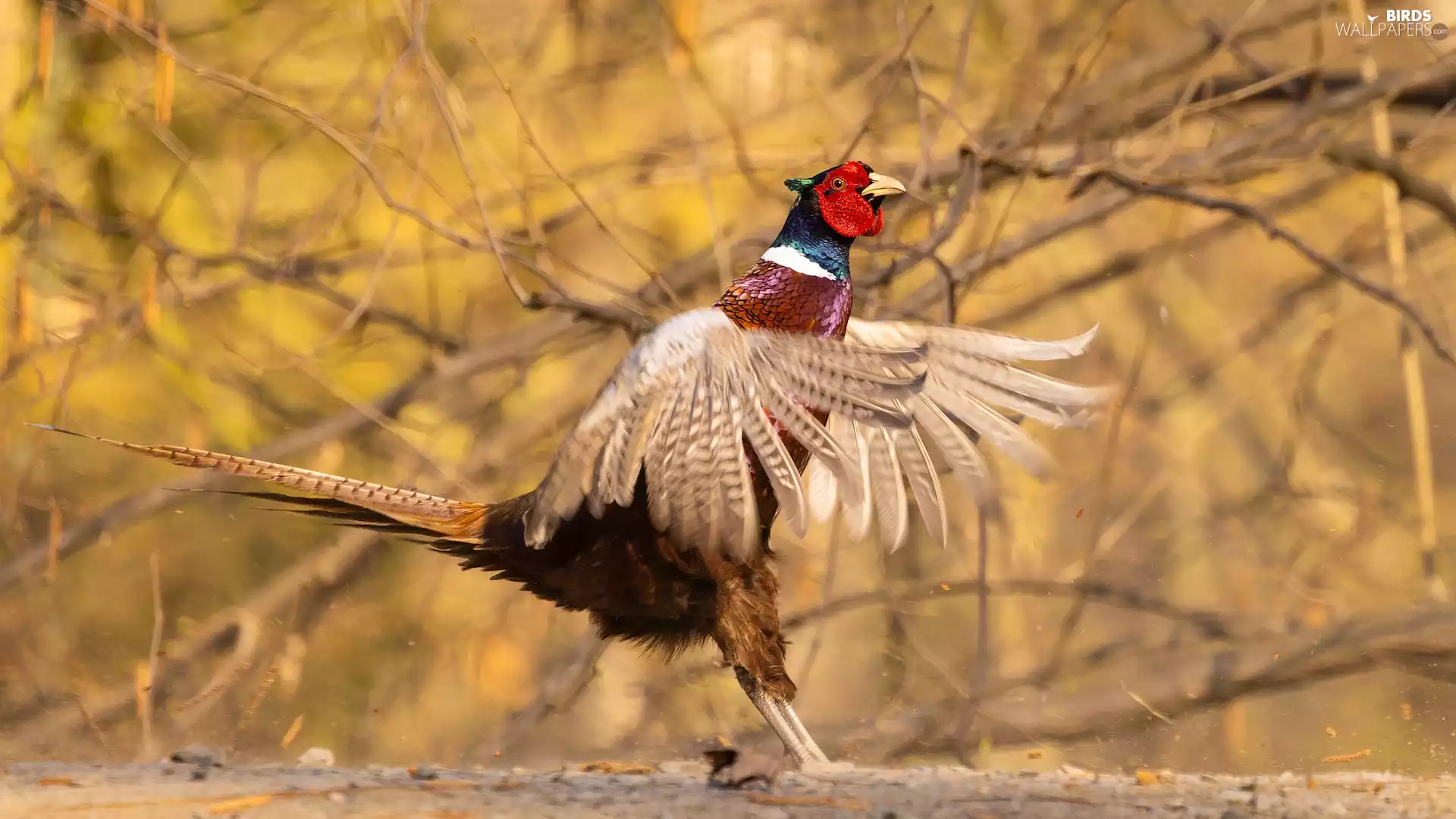 Bird, spread, wings, Common Pheasant