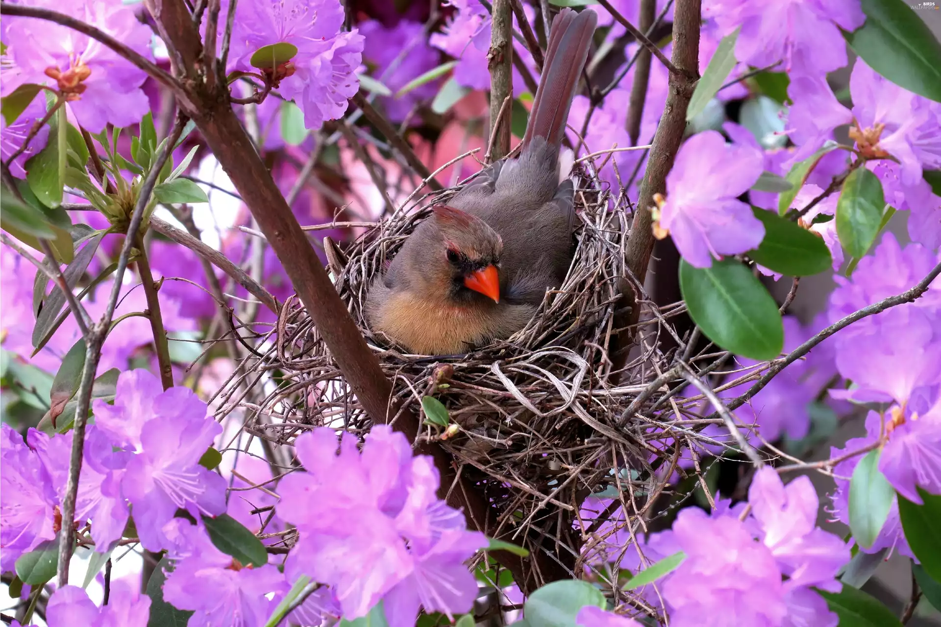 nest, Bird, trees, Spring, flourishing, cardinal