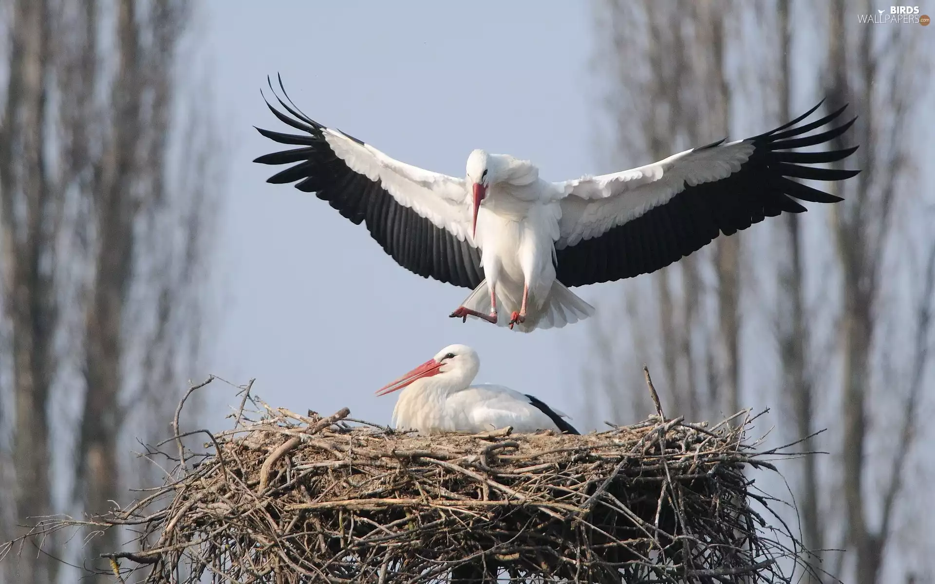 viewes, Spring, nest, trees, Storks