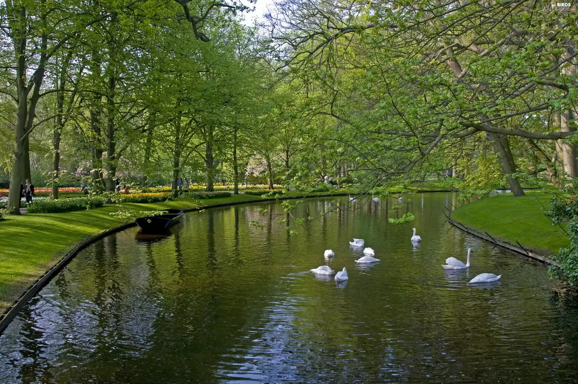 Park, River, Swan, Spring