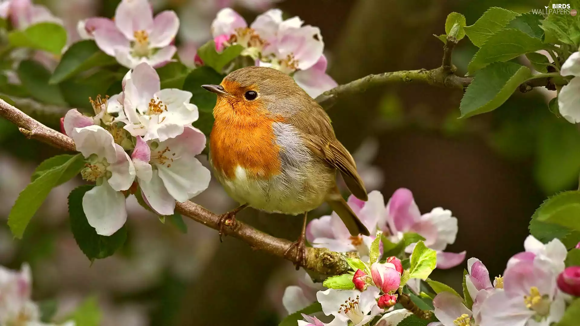 Spring, robin, twig