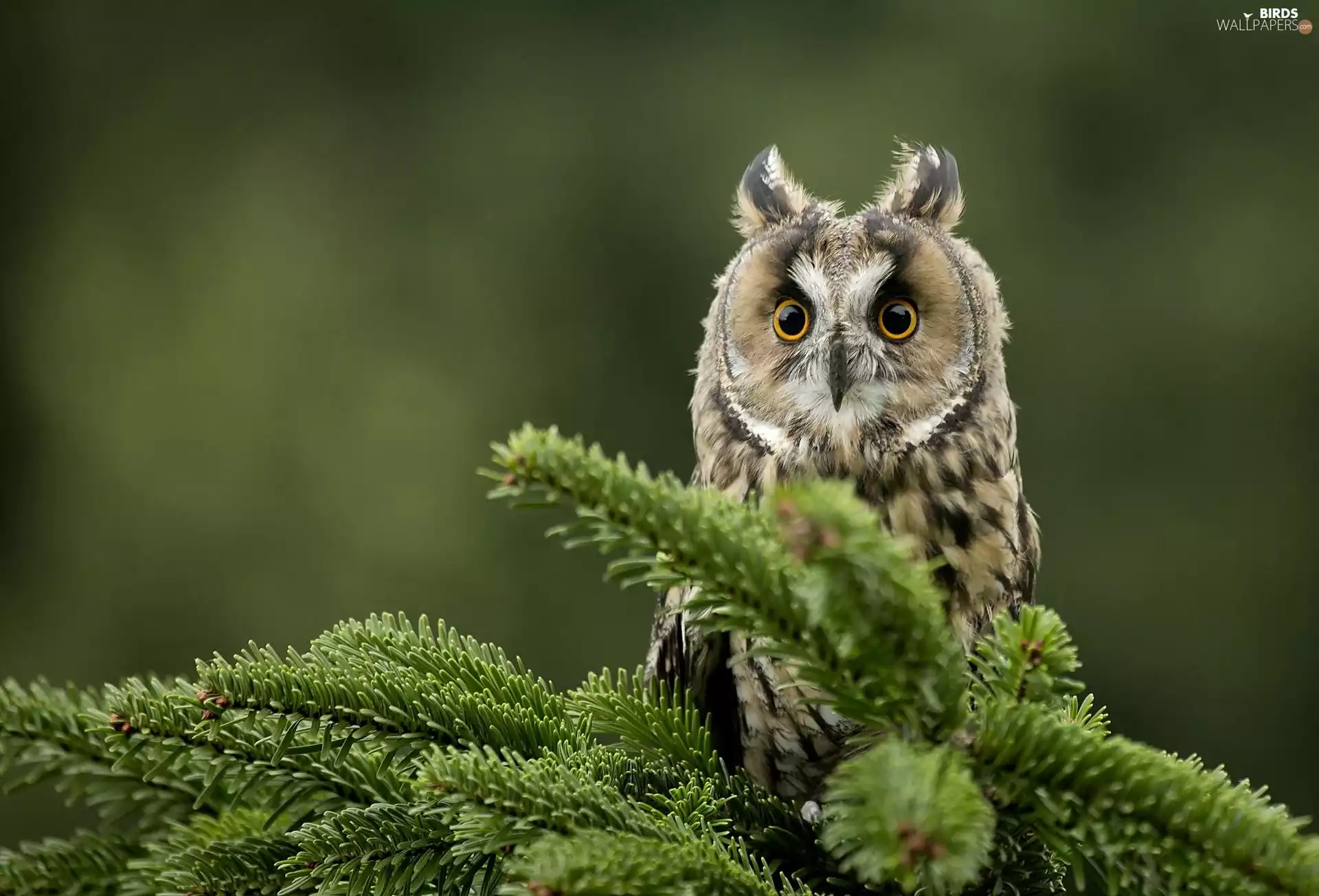 spruce, owl, ear