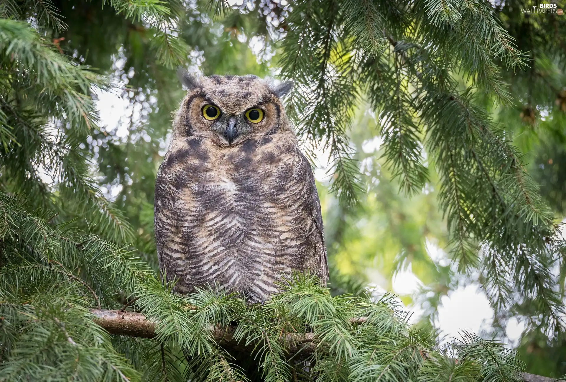 owl, Twigs, spruce, Great Horned Owl