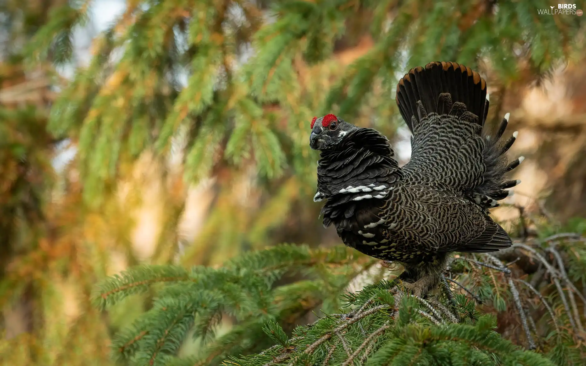 twig, spruce, male, blackcock, Bird