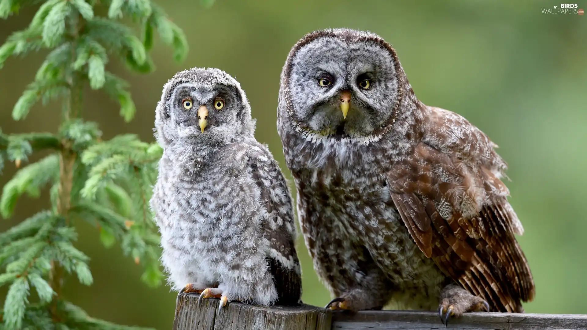 Owls, twig, spruce, owls of moss